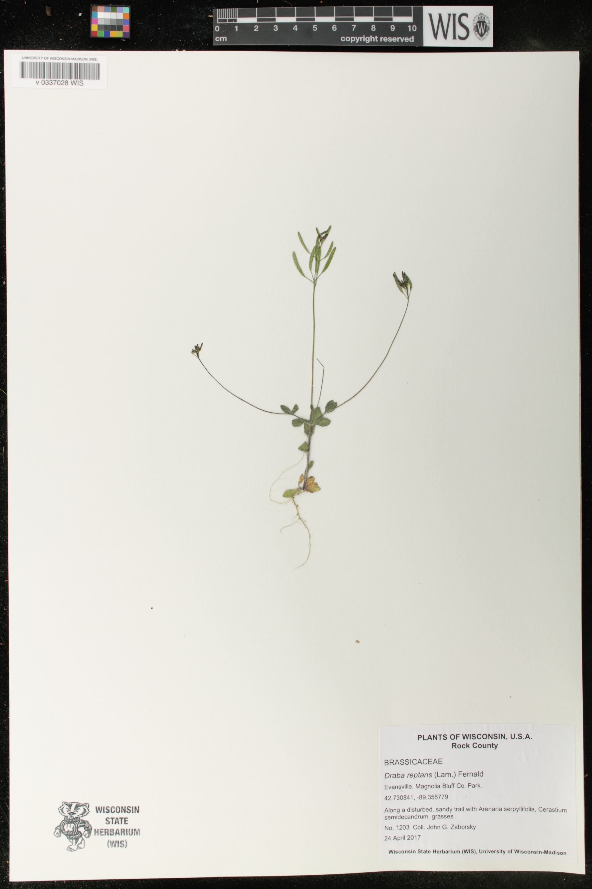 Draba reptans image