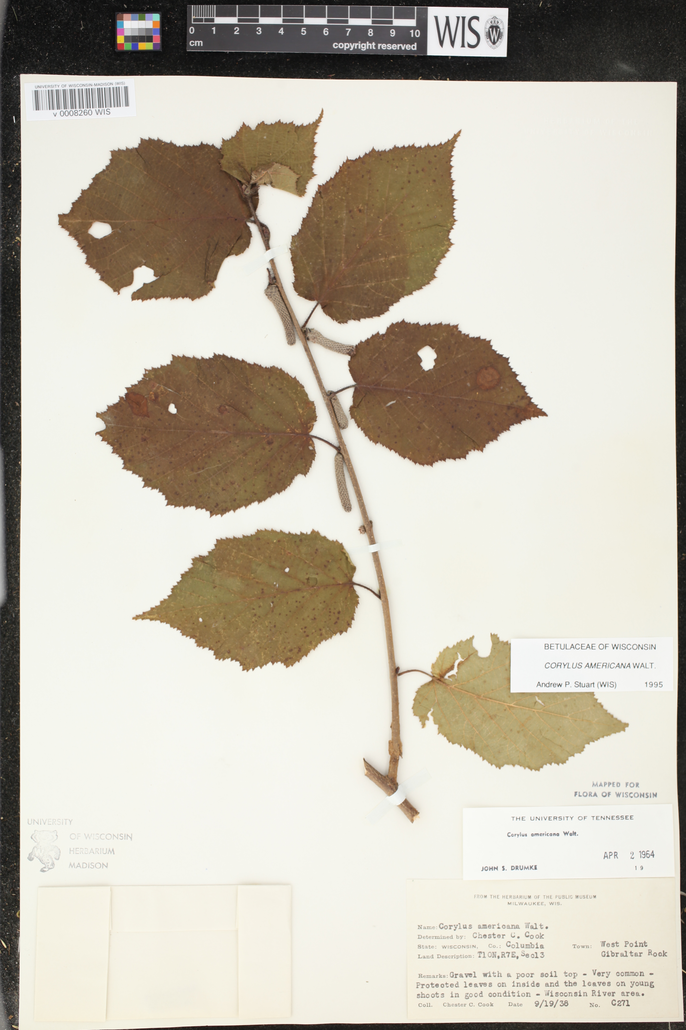 Corylus americana image