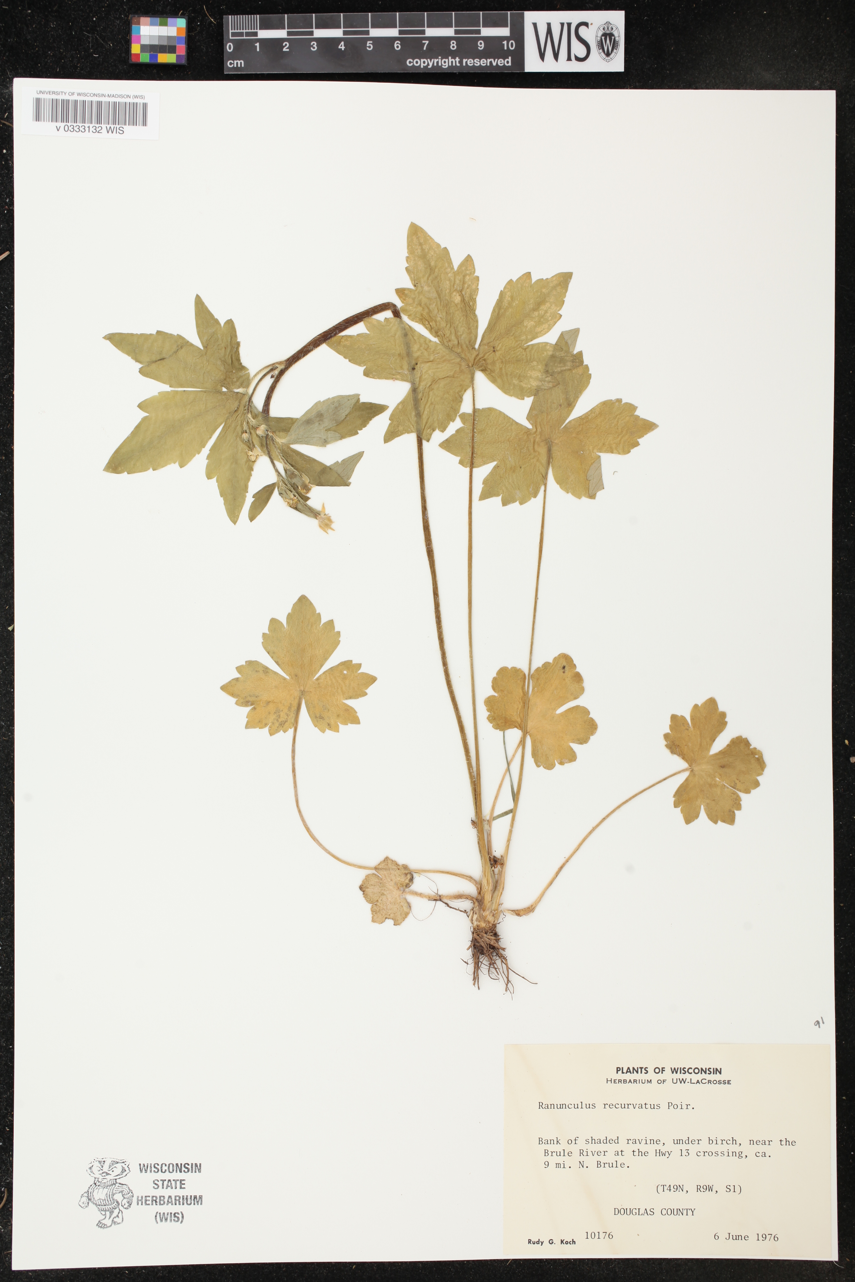 Ranunculus recurvatus image
