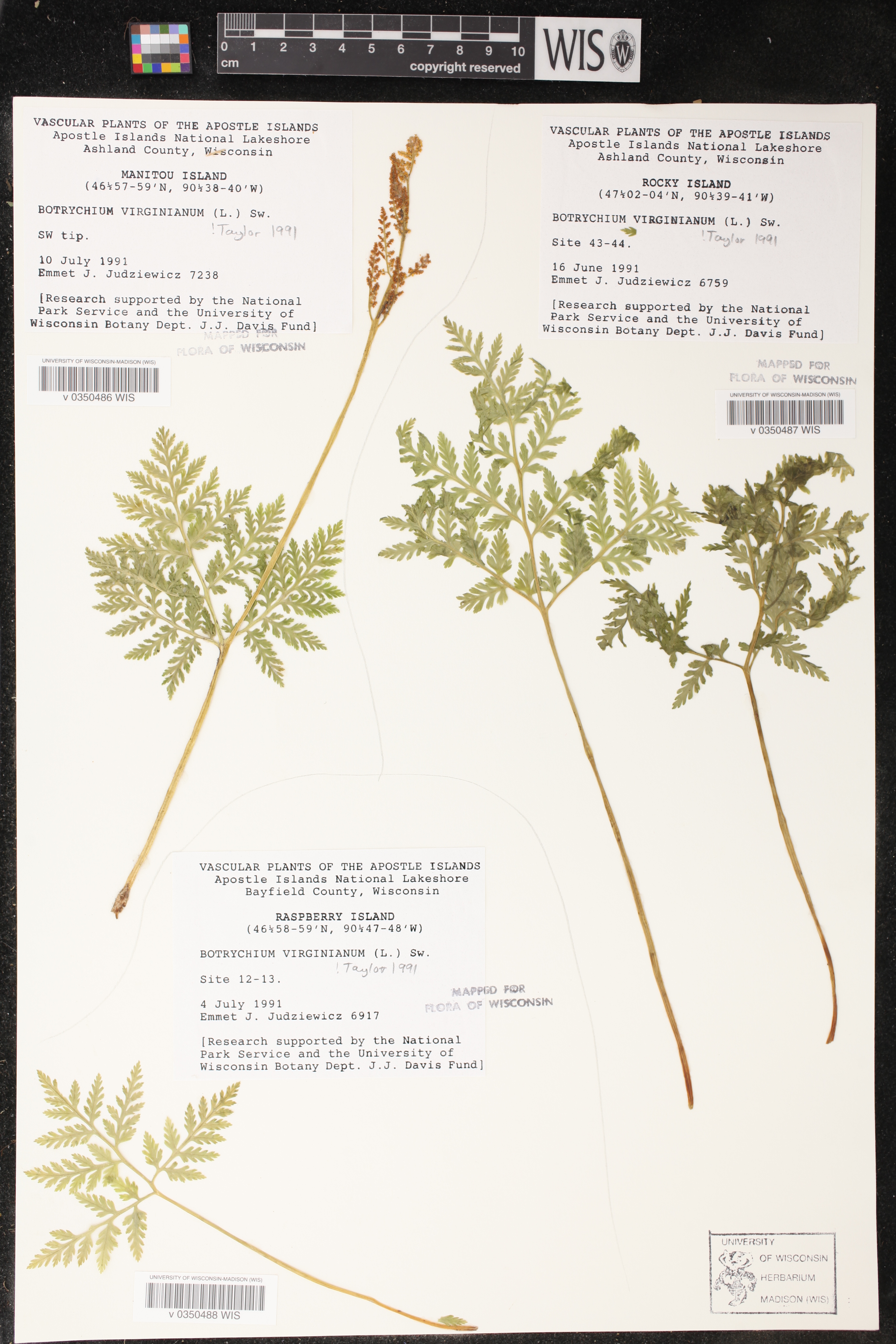 Botrypus virginianus image