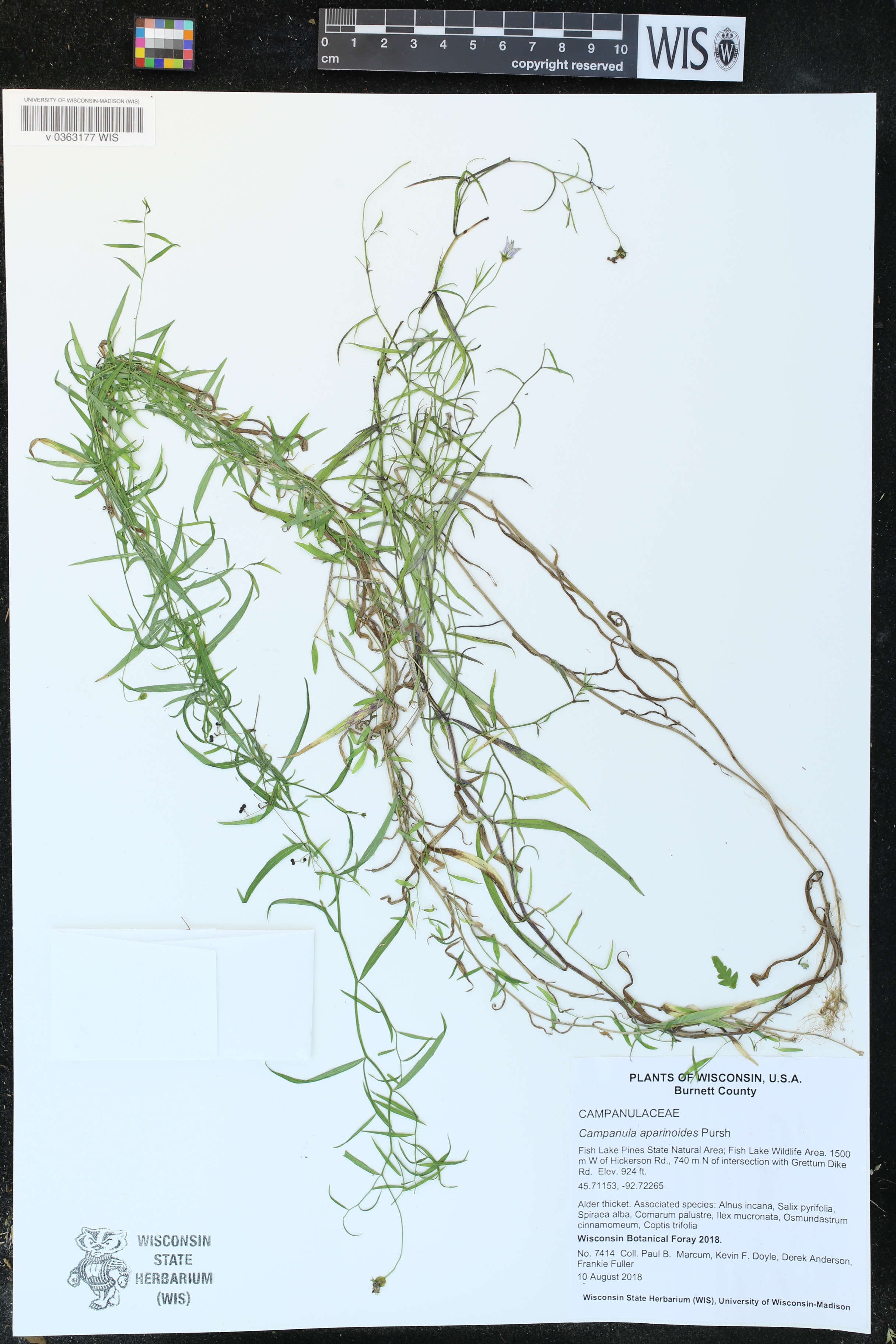 Campanula aparinoides image