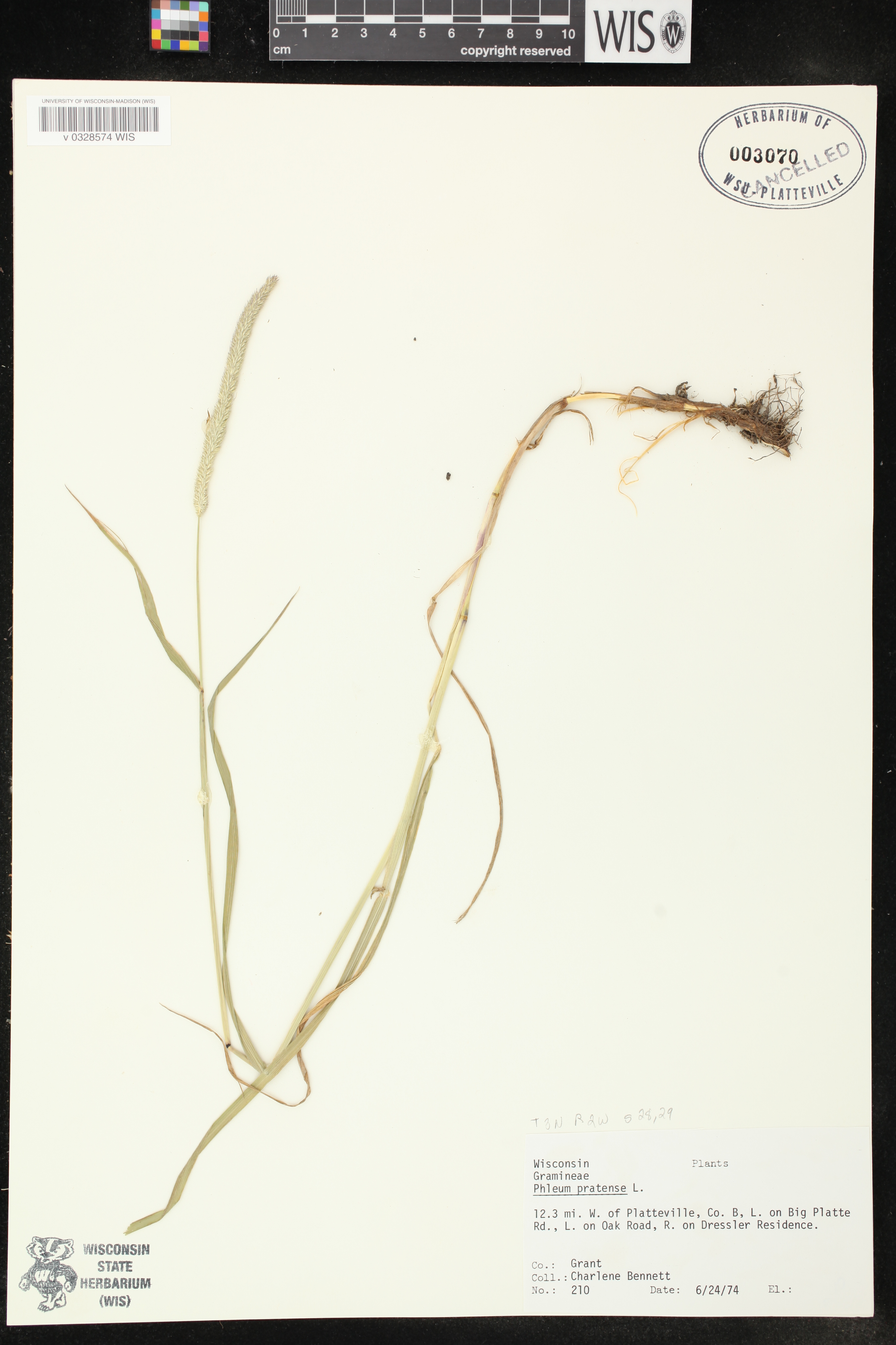 Phleum pratense subsp. pratense image