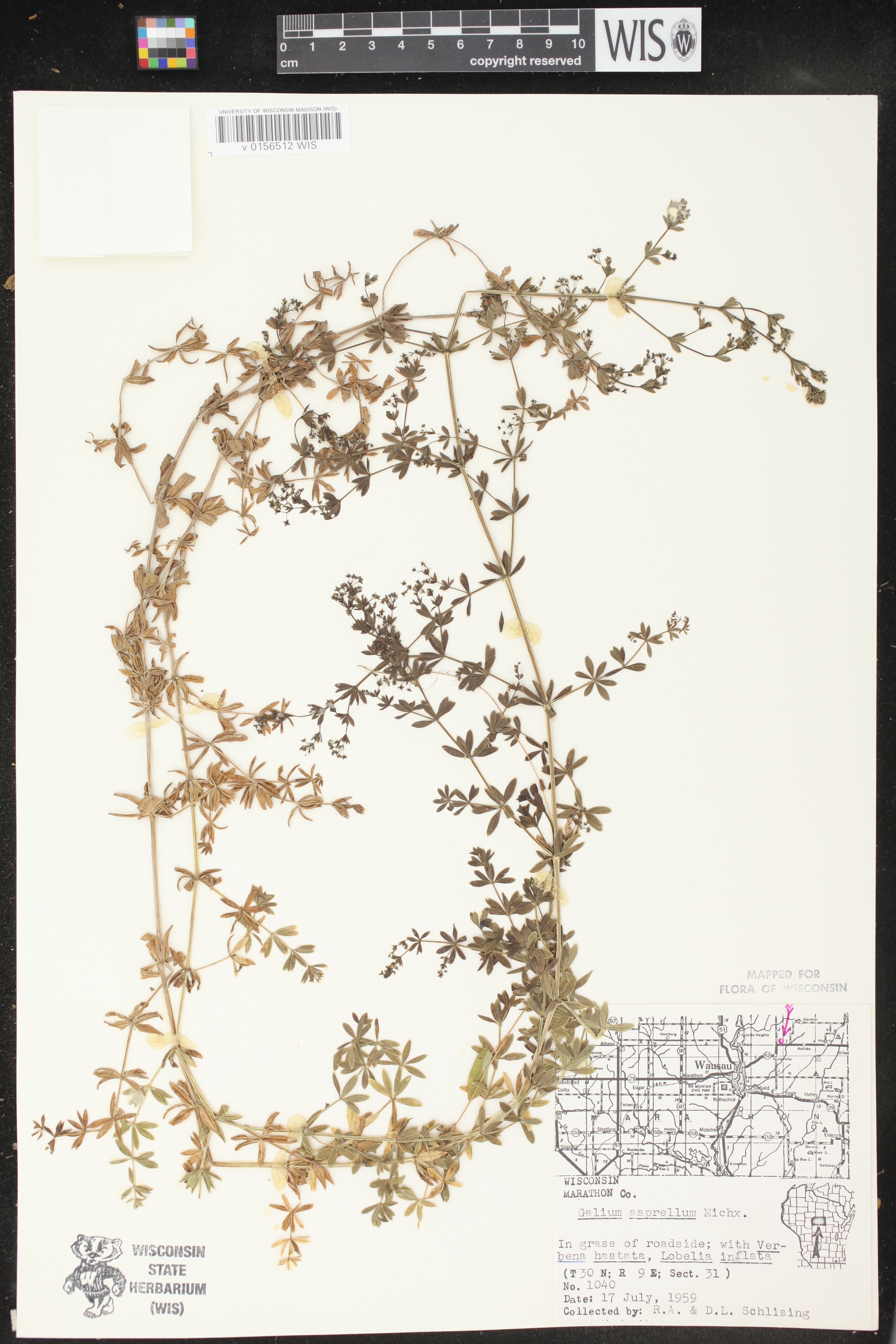 Galium asprellum image