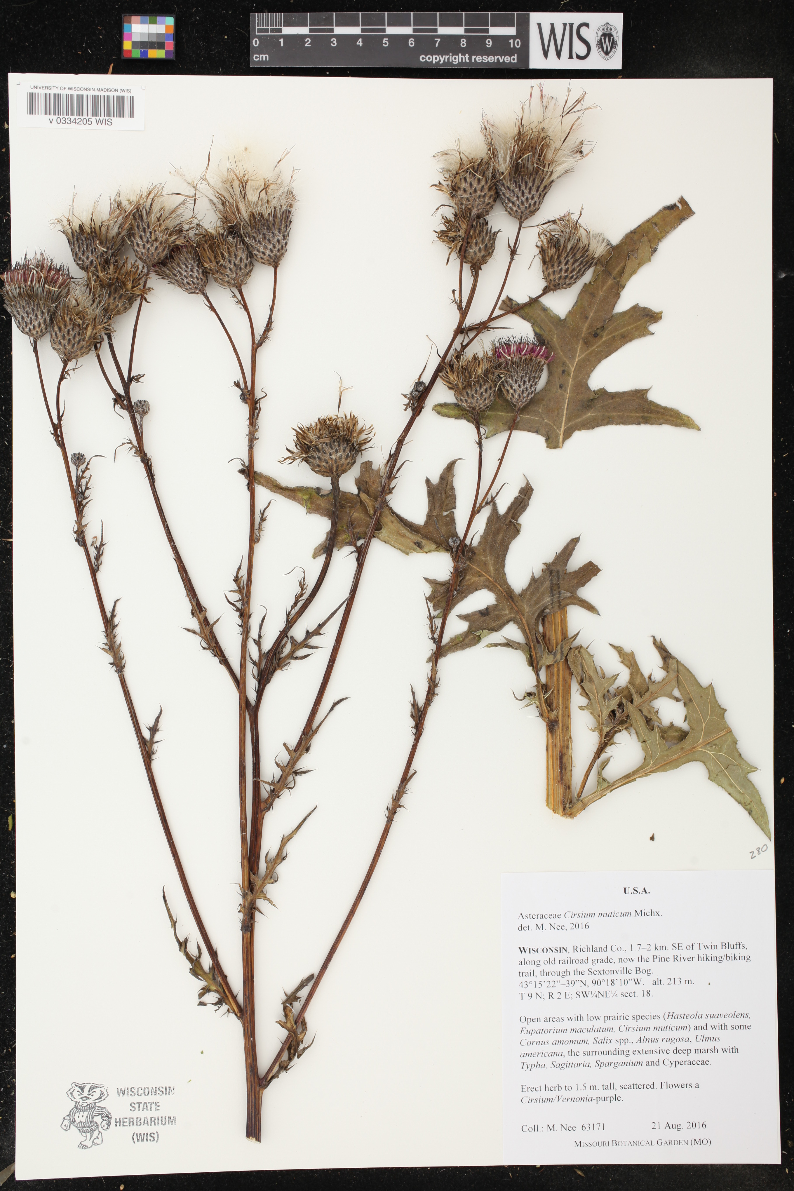 Cirsium muticum image
