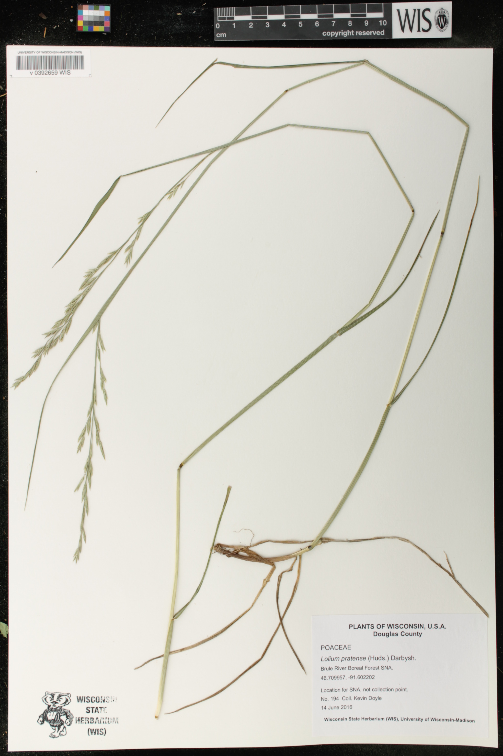 Lolium pratense image