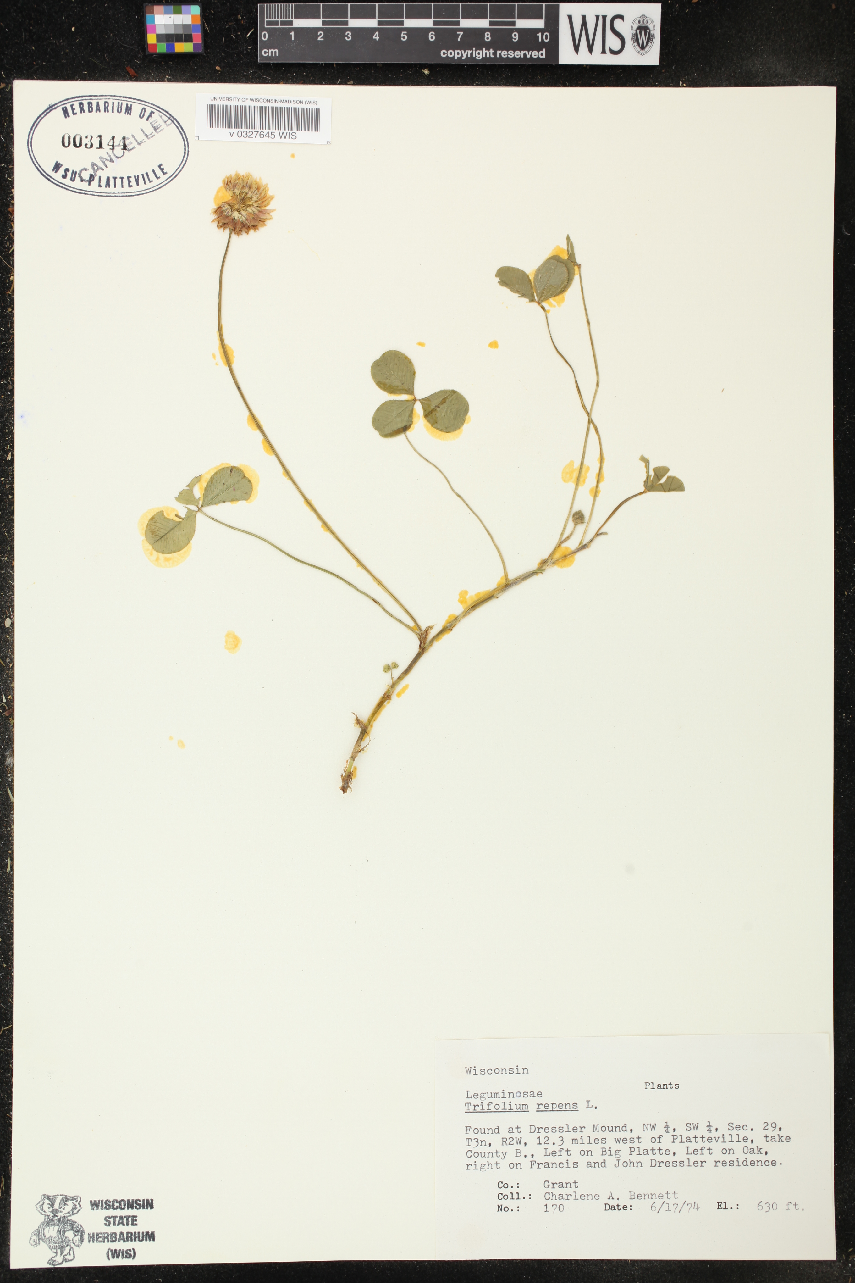 Trifolium repens image