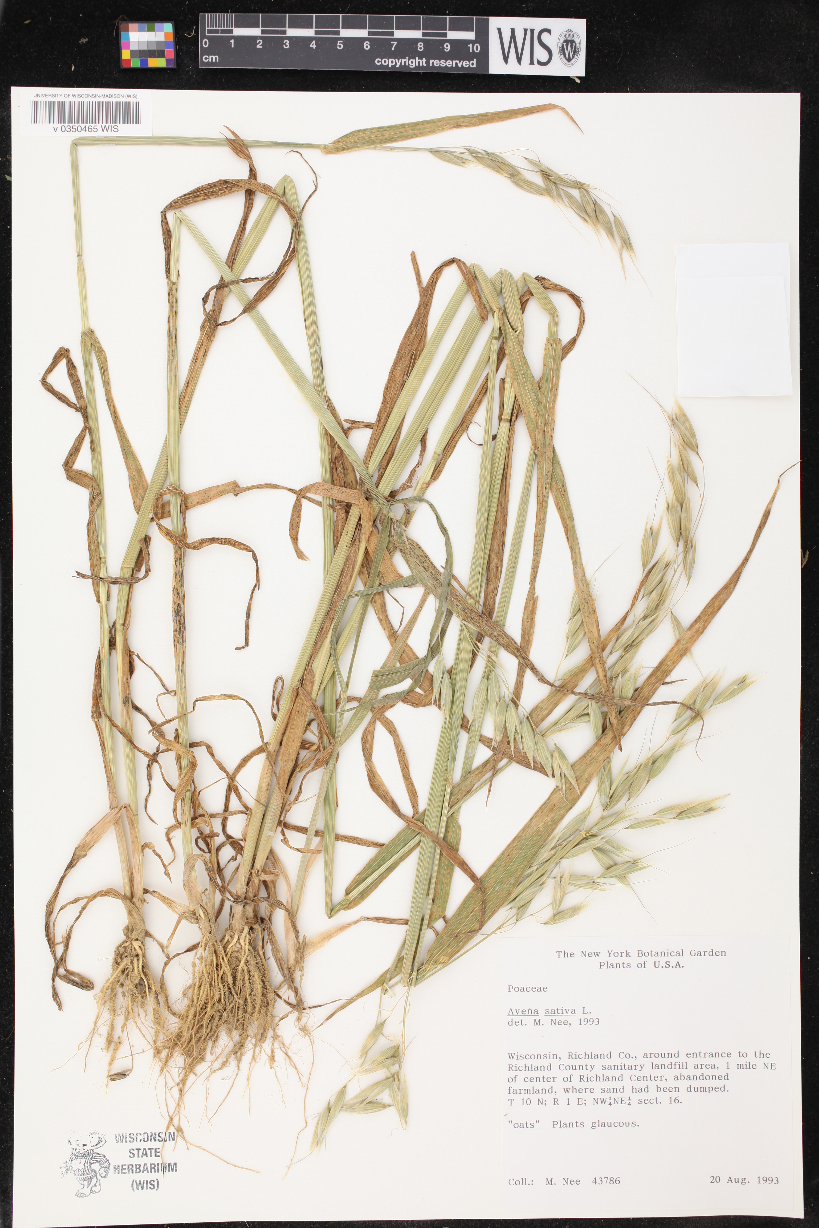 Avena sativa image