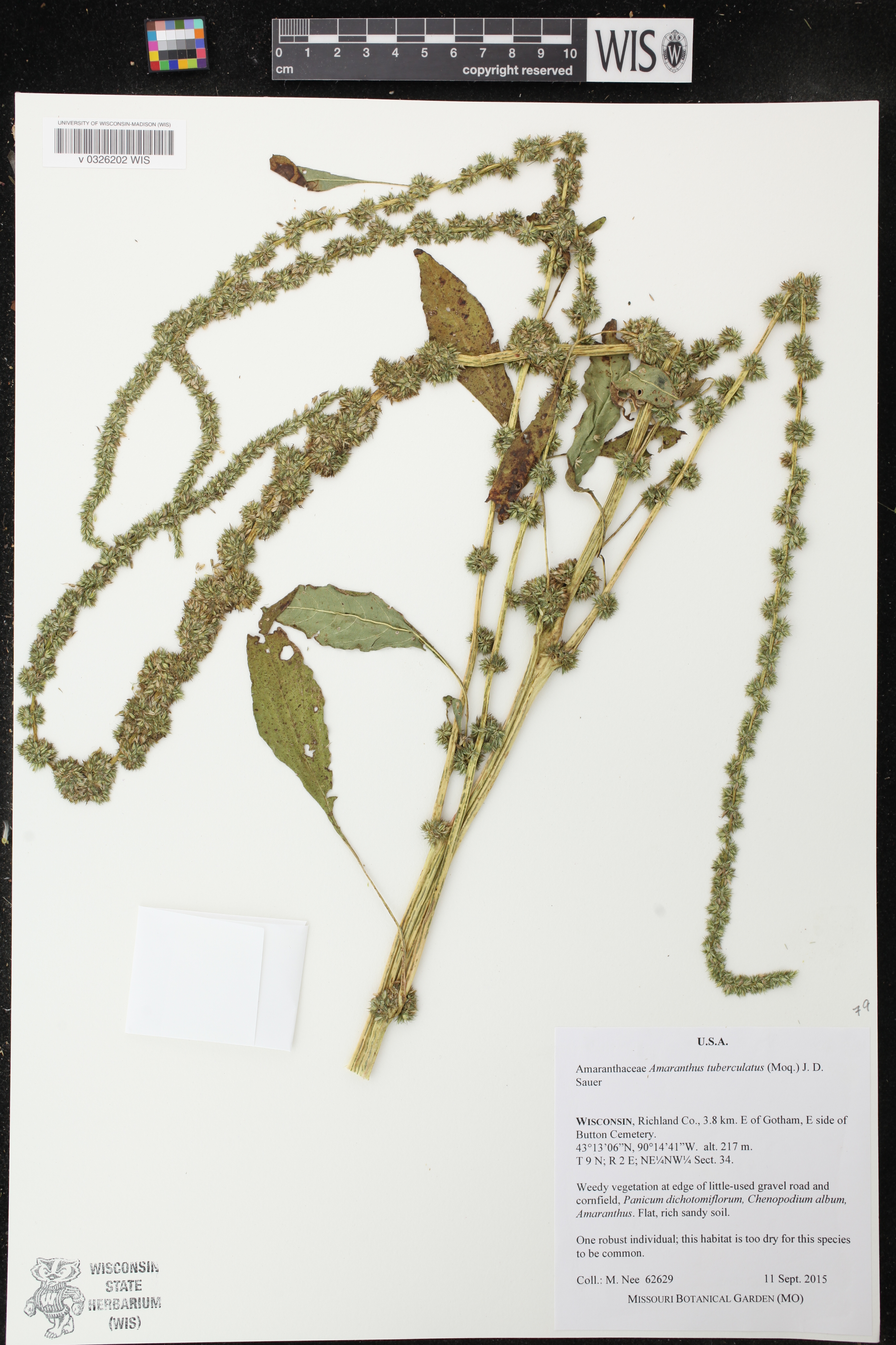 Amaranthus tuberculatus image