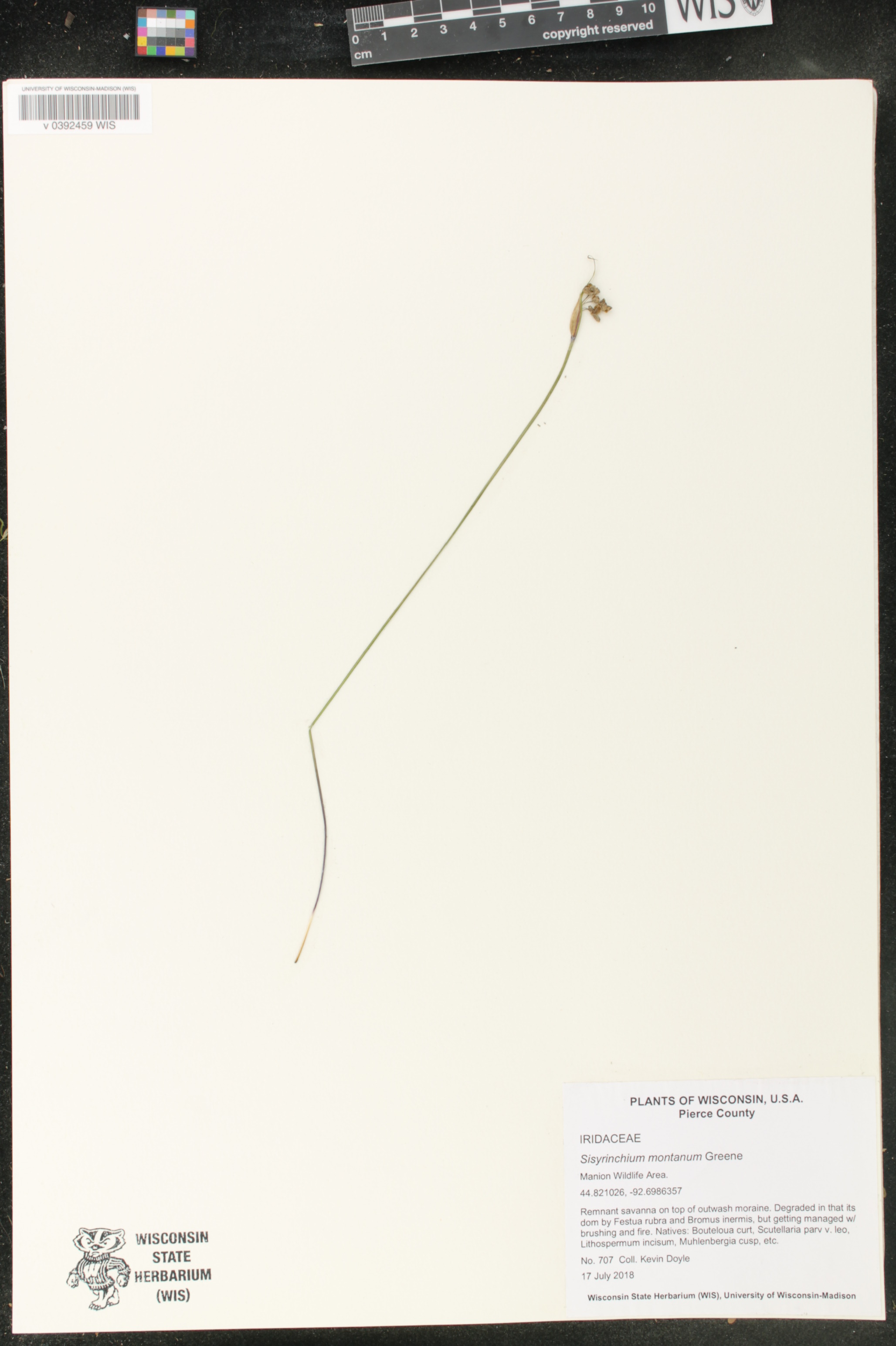 Sisyrinchium montanum image