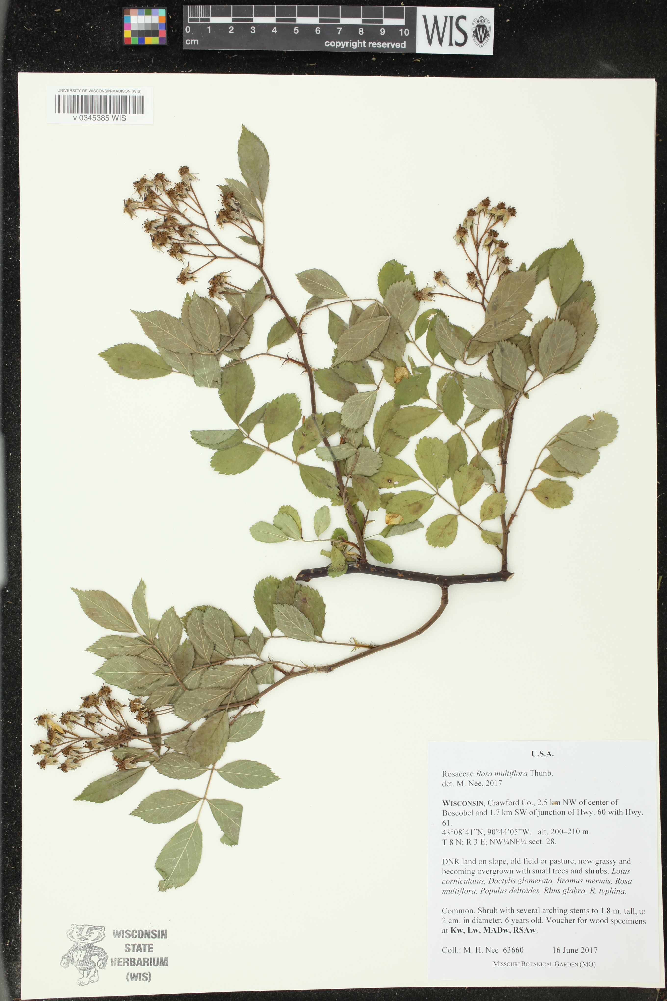 Rosa multiflora image