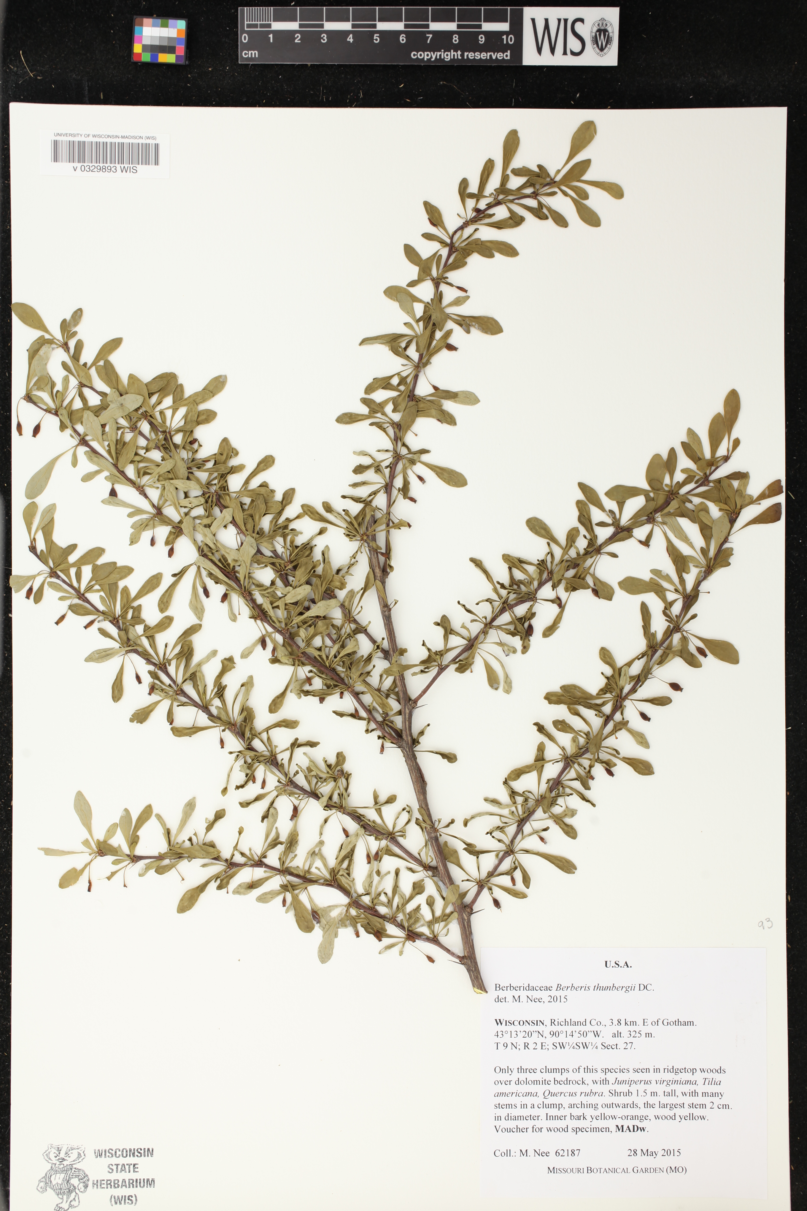 Berberis thunbergii image