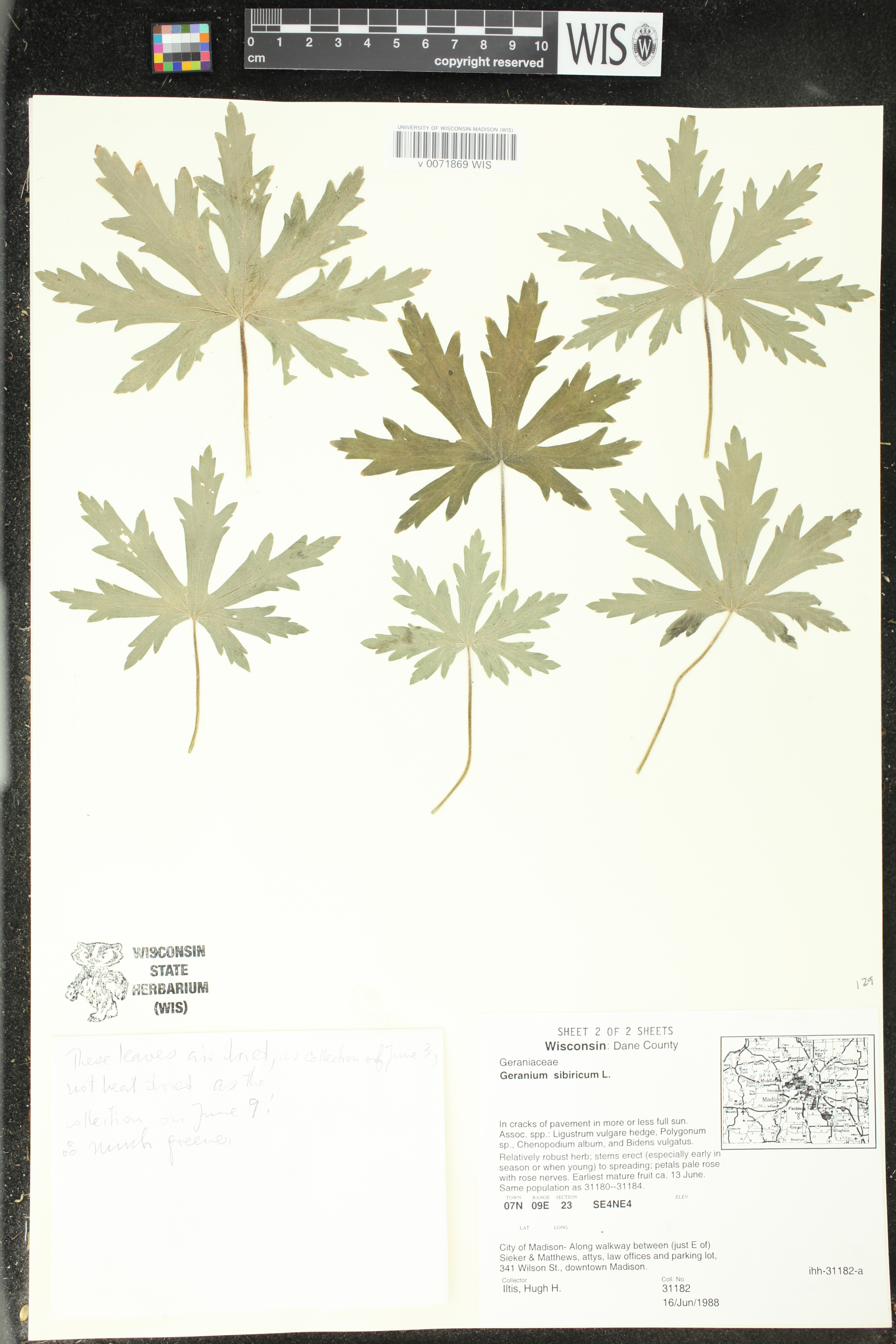 Geranium sibiricum image