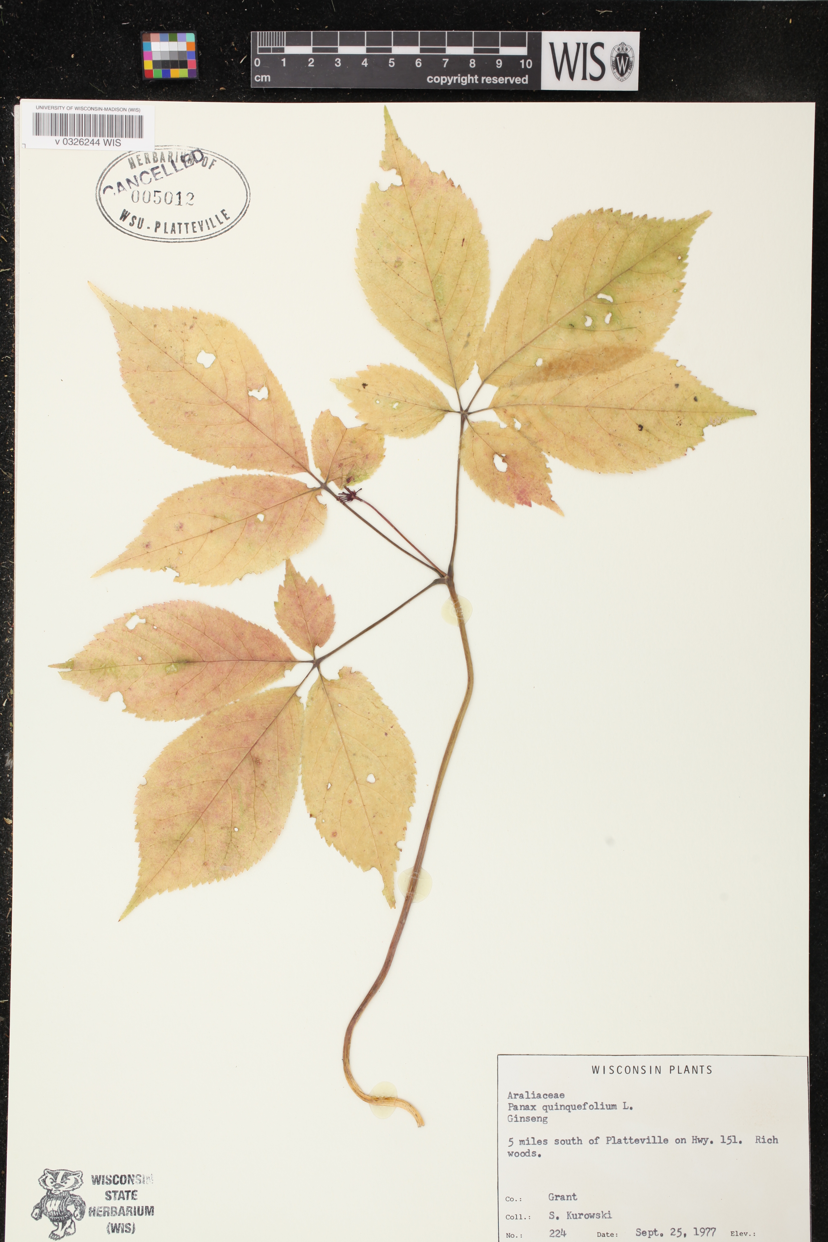 Panax quinquefolius image
