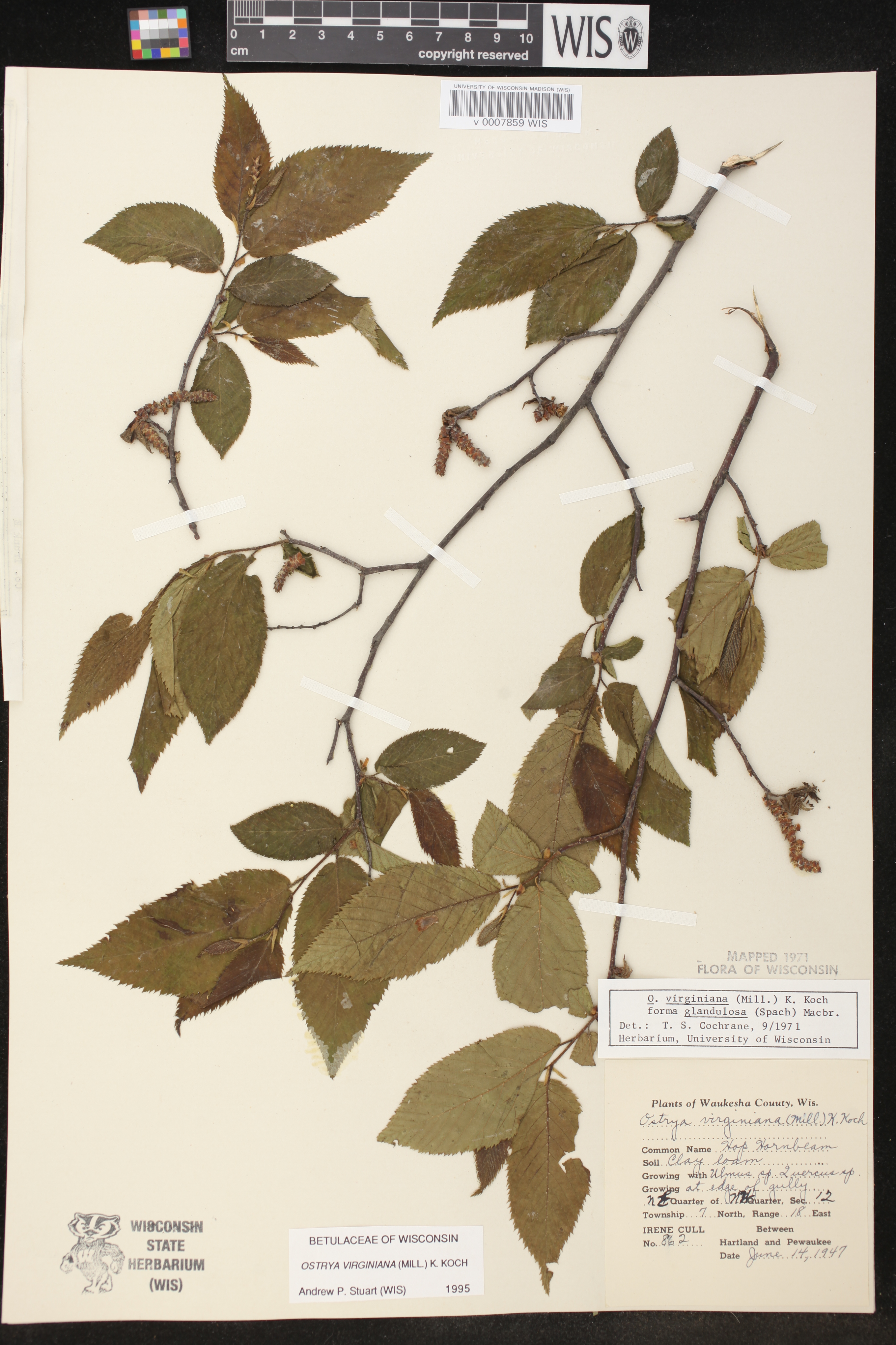 Ostrya virginiana image