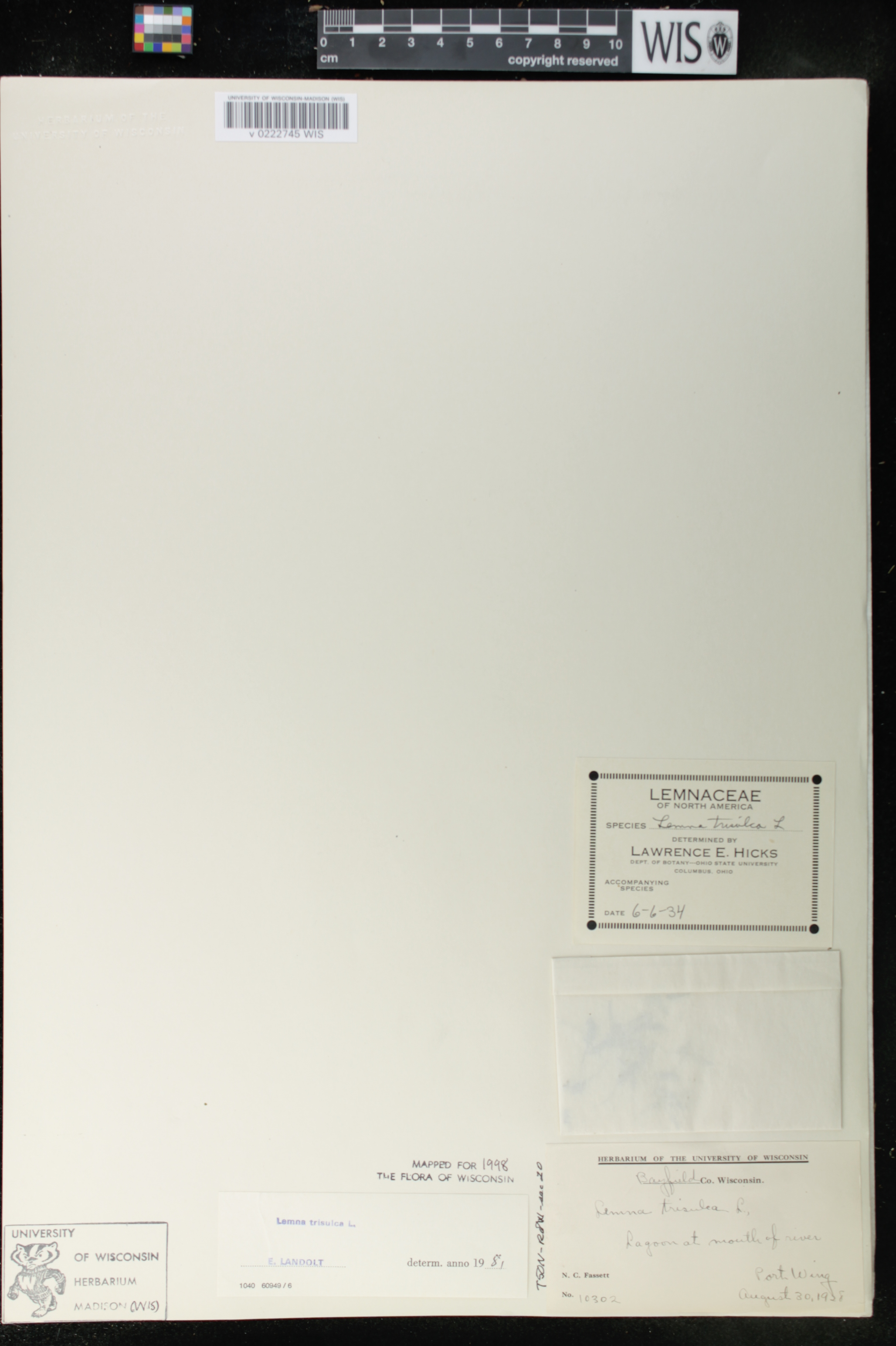 Lemna trisulca image