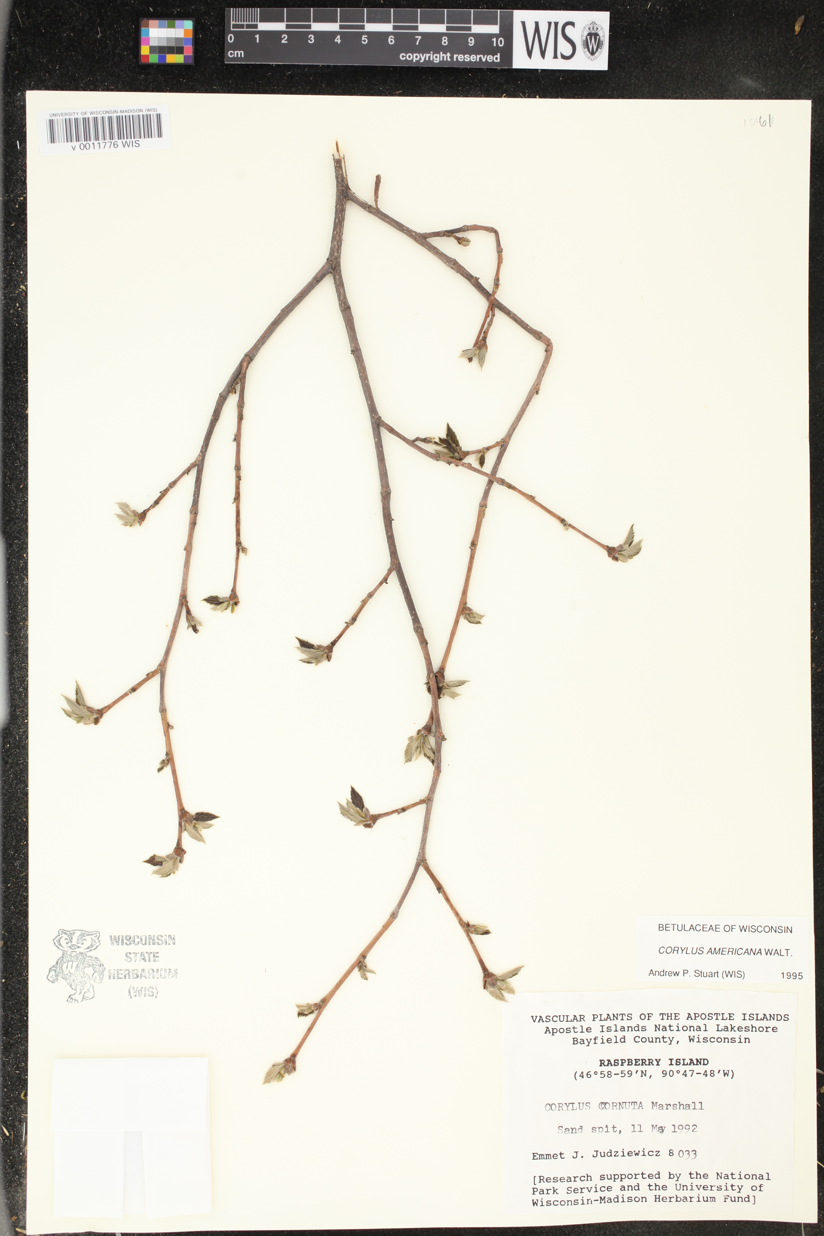 Corylus americana image