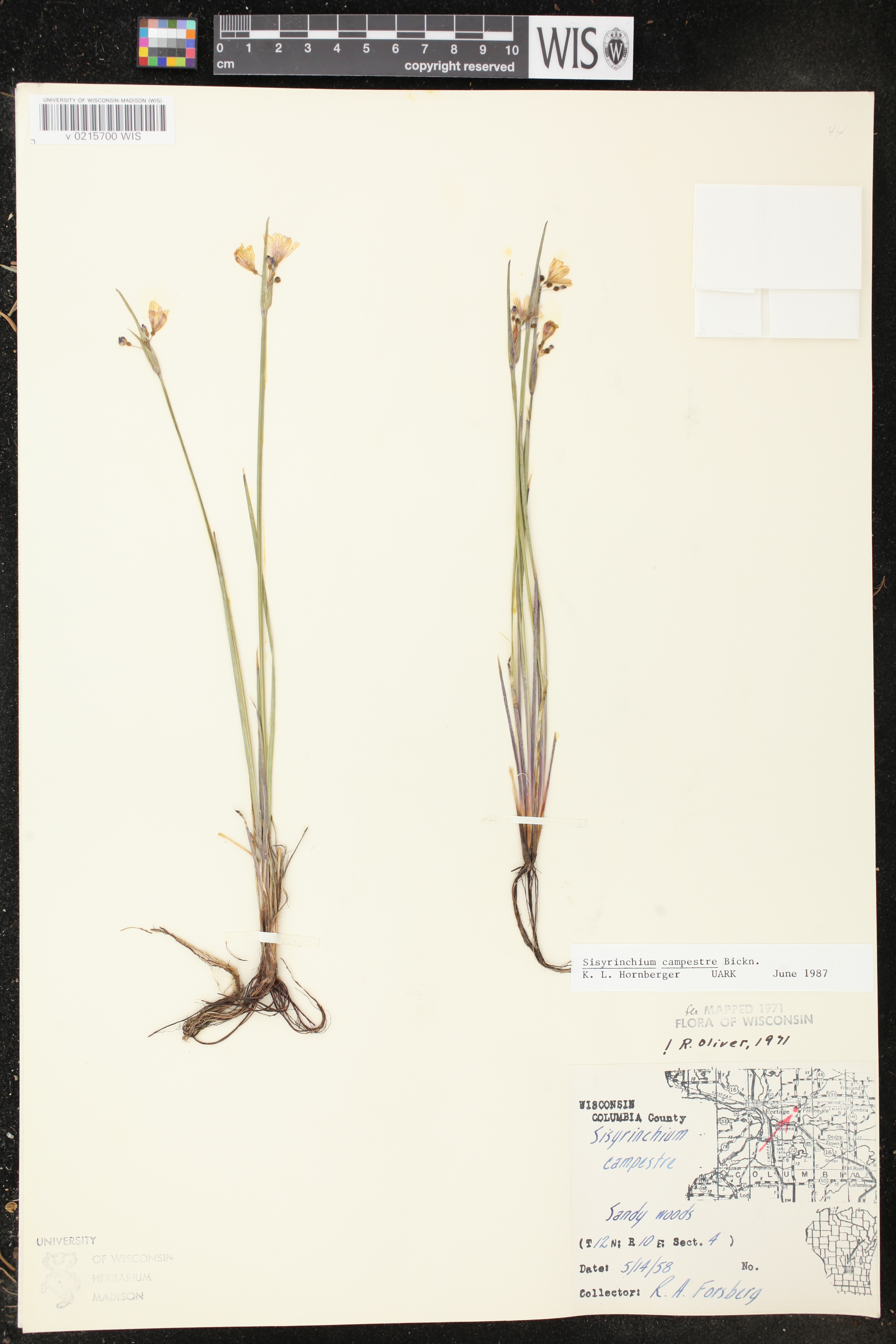 Sisyrinchium campestre image