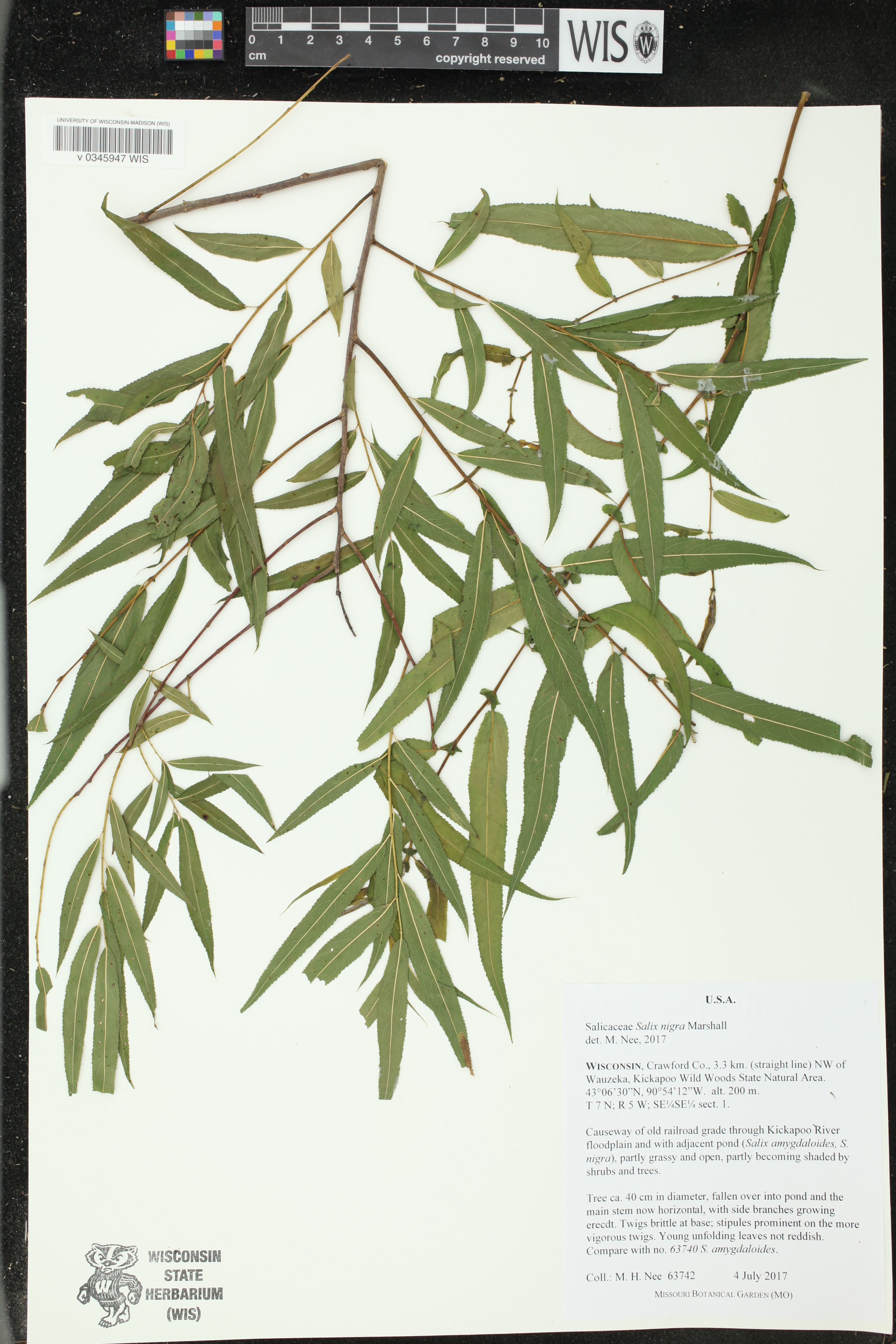 Salix nigra image
