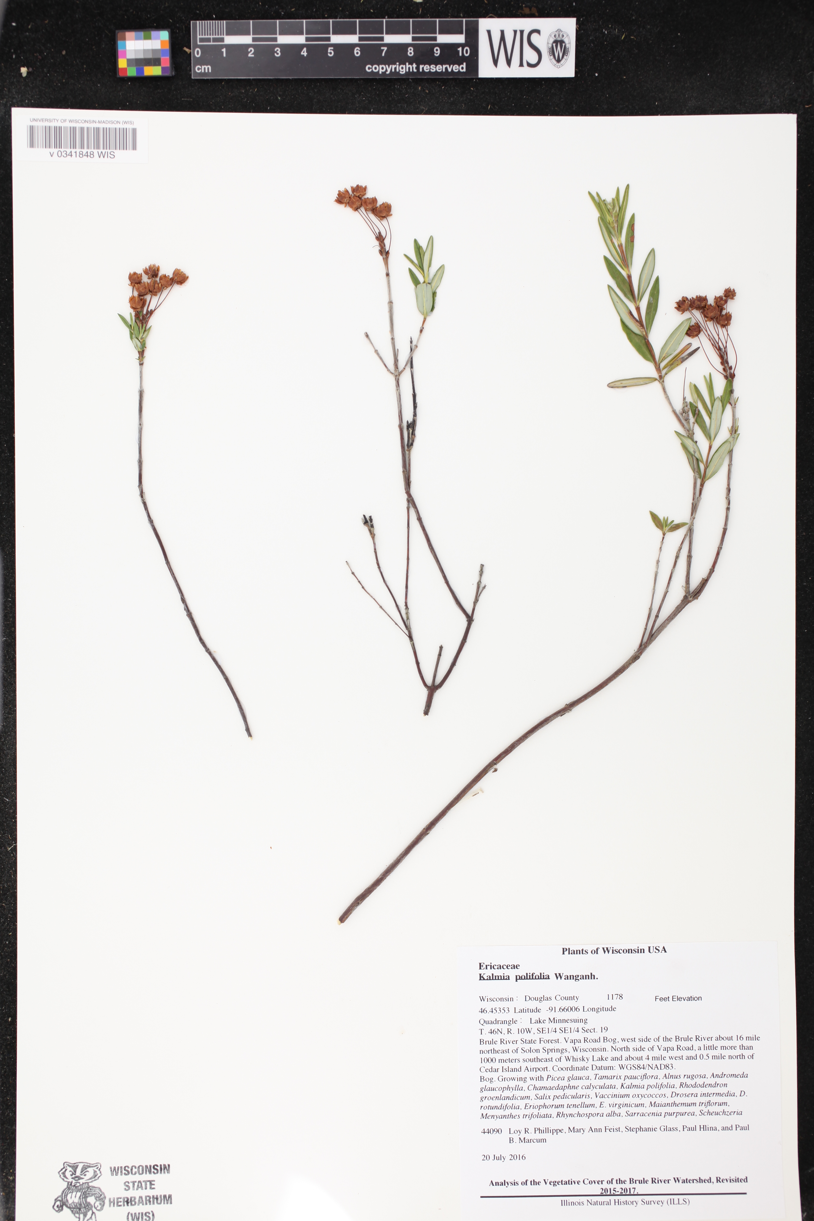Kalmia polifolia image