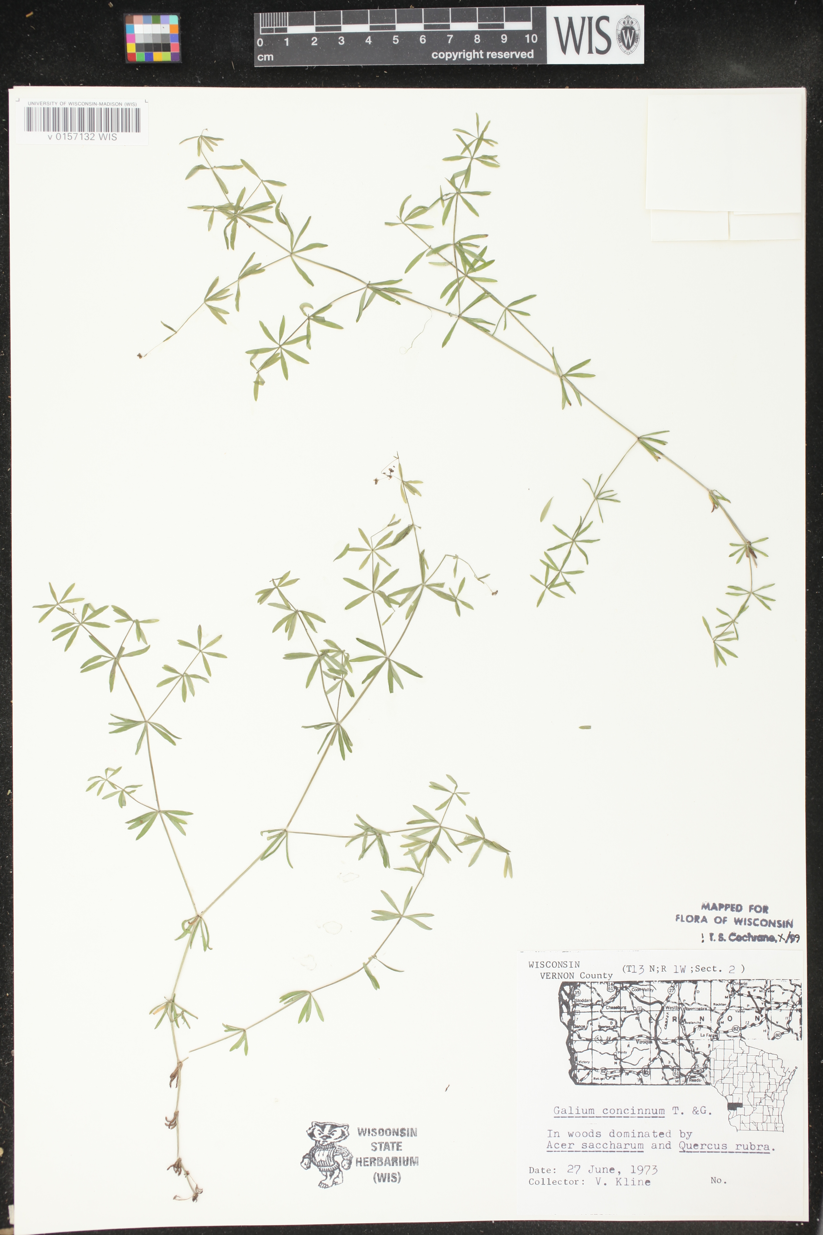 Galium concinnum image
