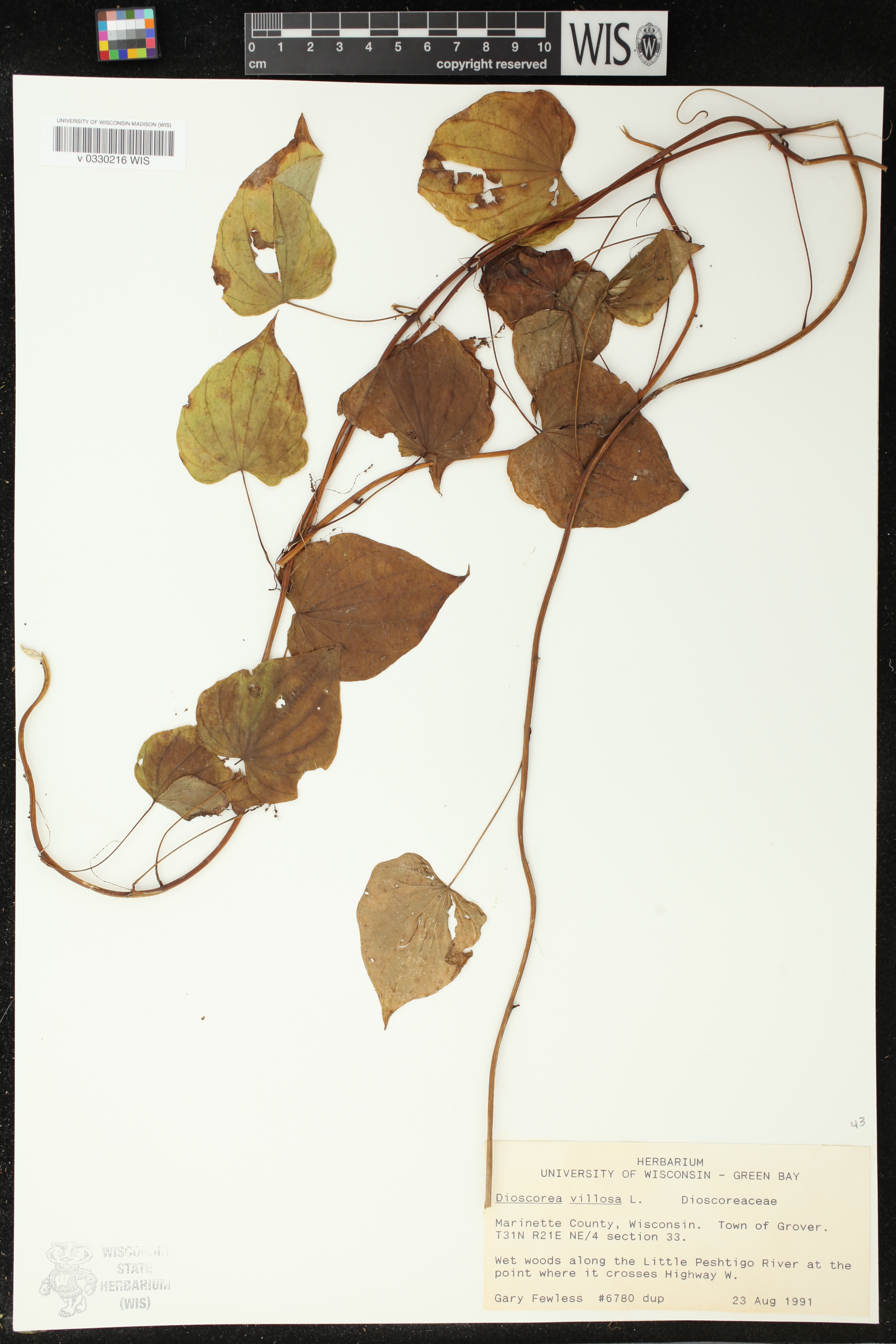 Dioscorea villosa image