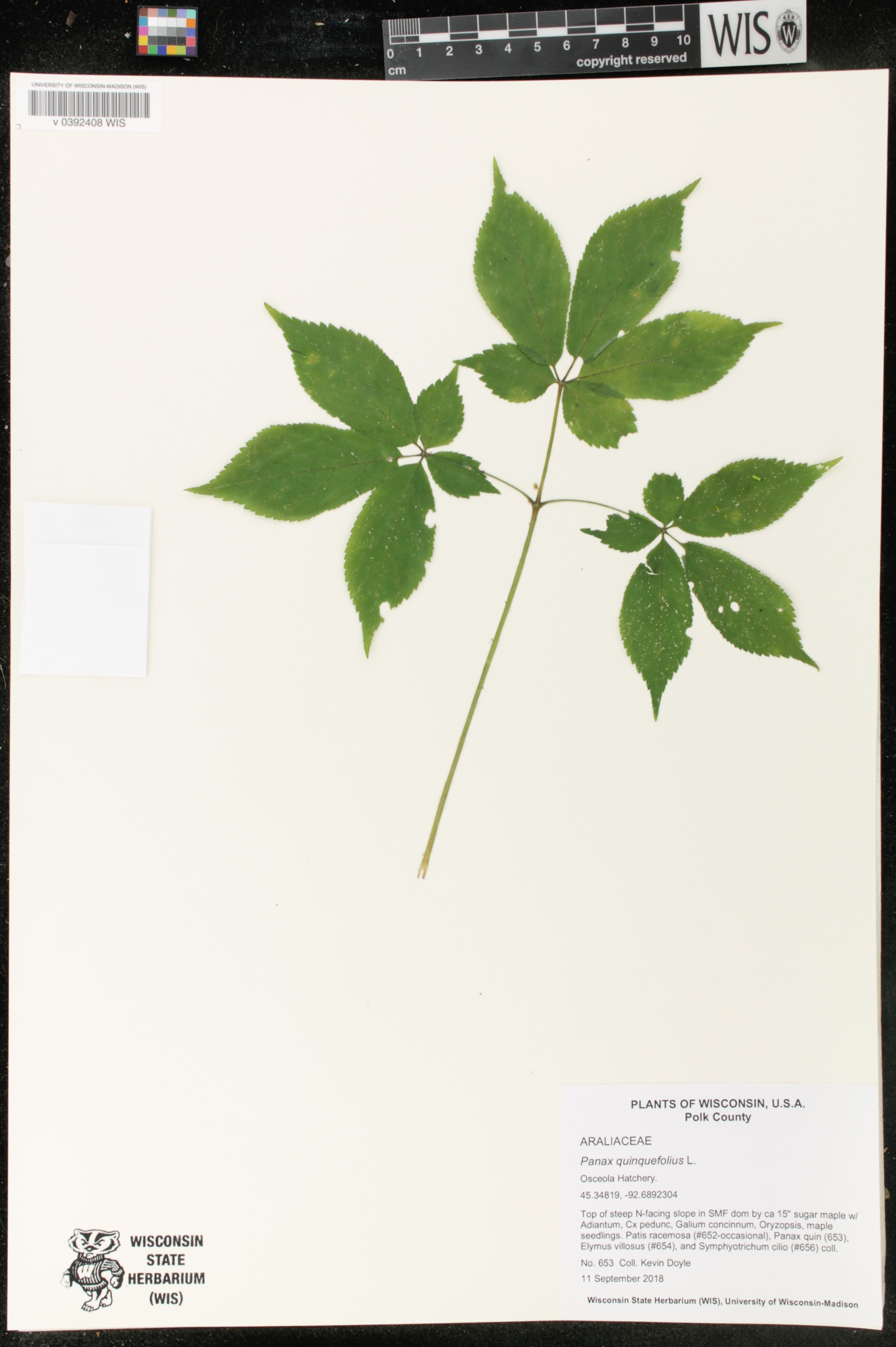 Panax quinquefolius image