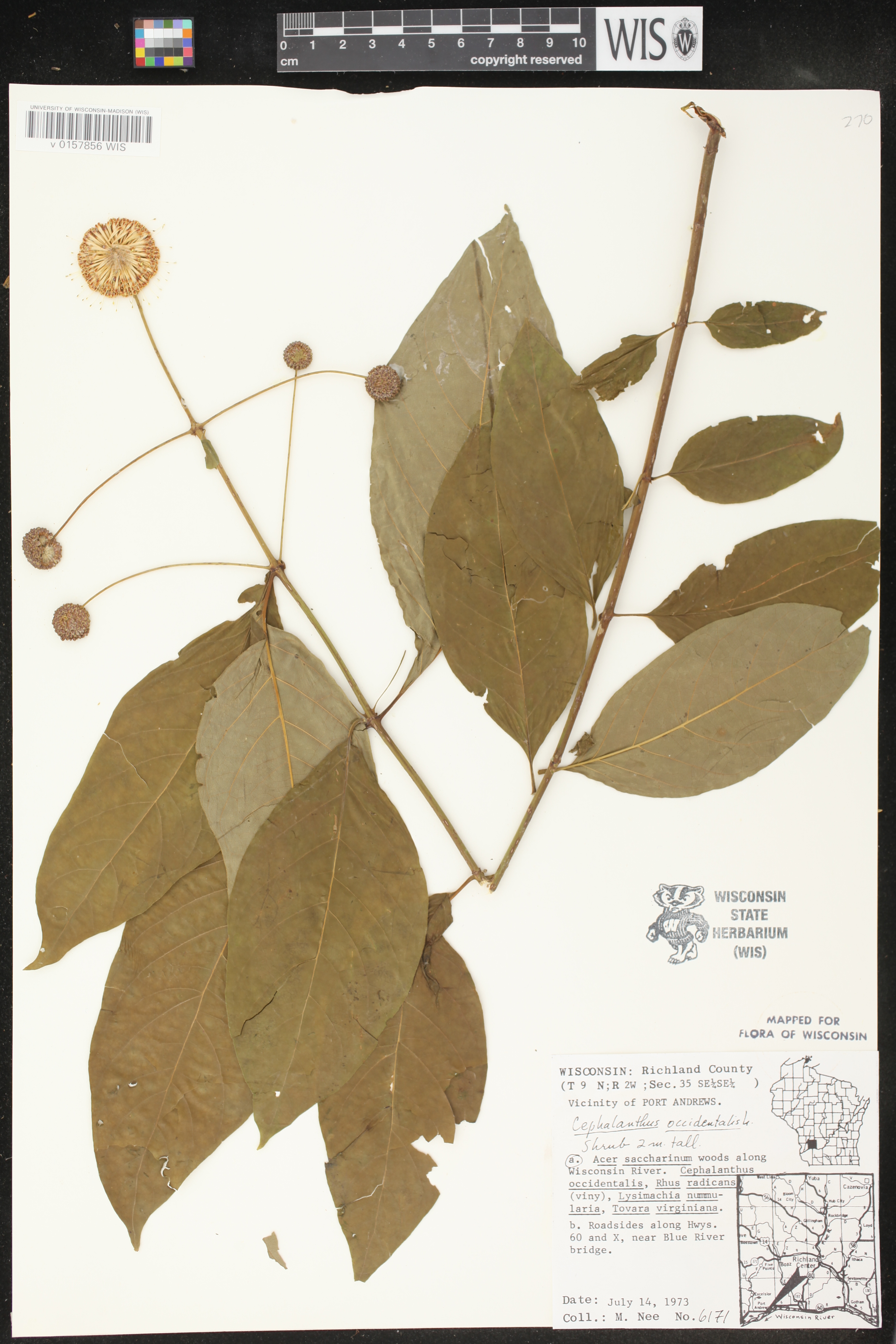 Cephalanthus occidentalis image