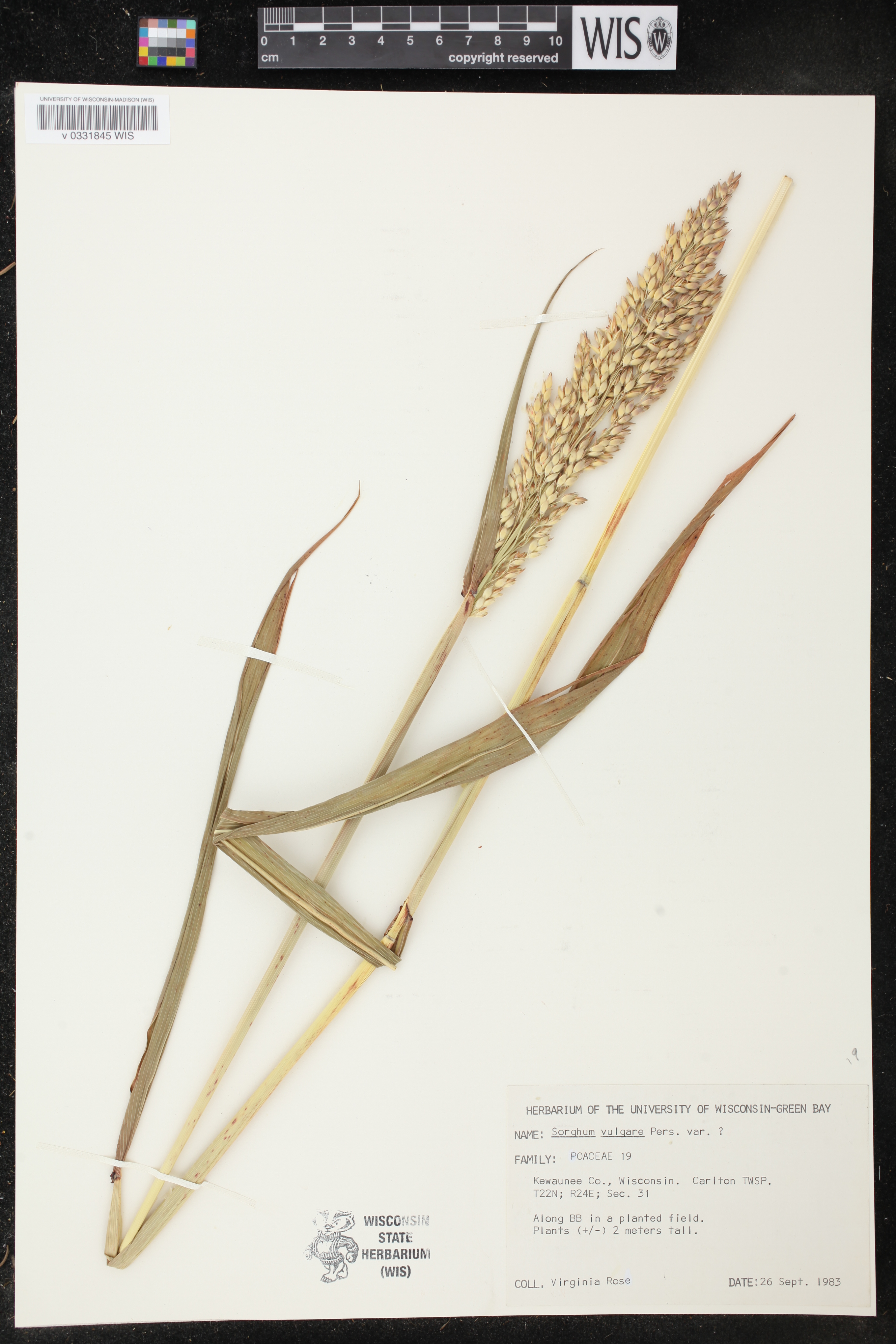 Sorghum bicolor subsp. bicolor image