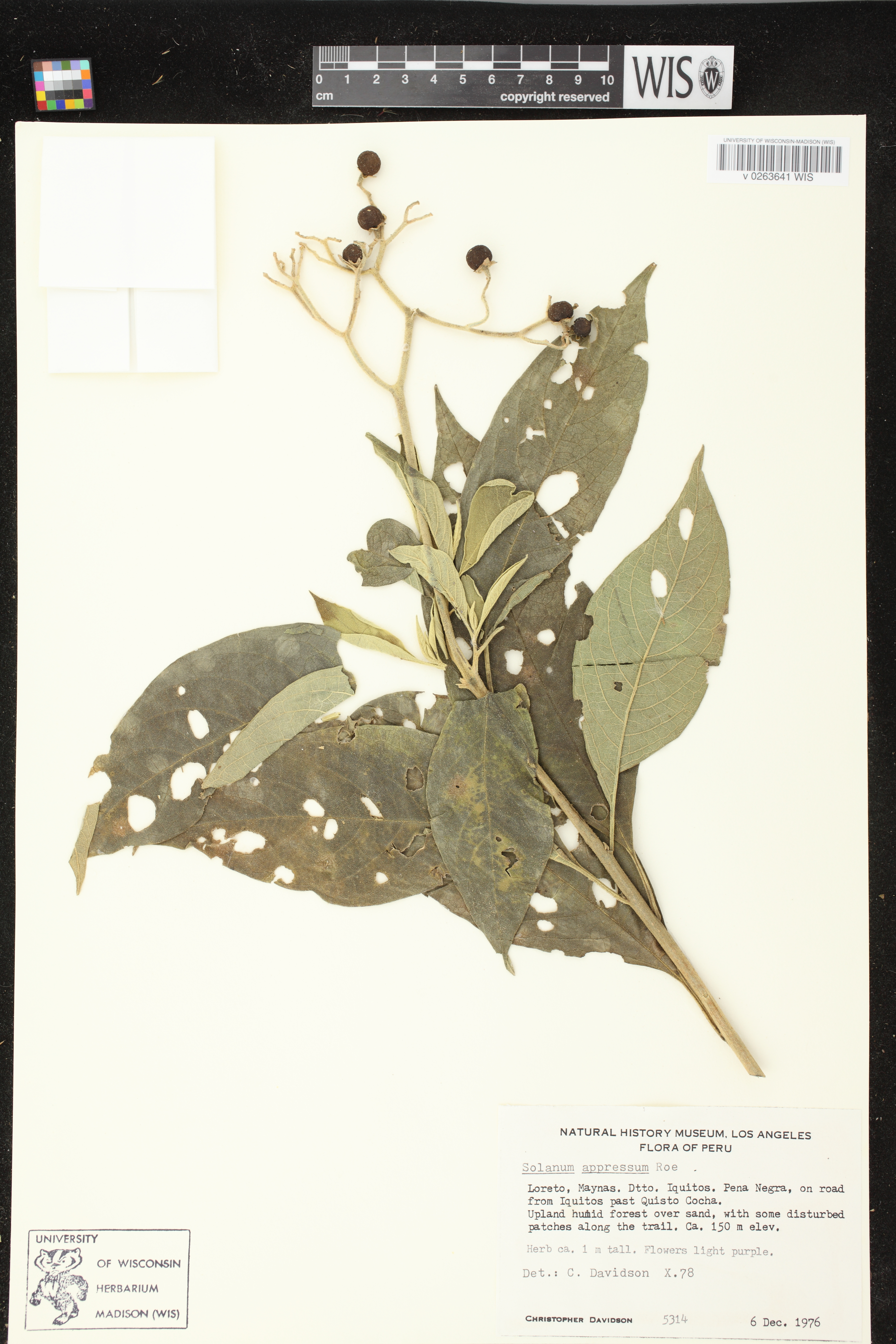 Solanum appressum image