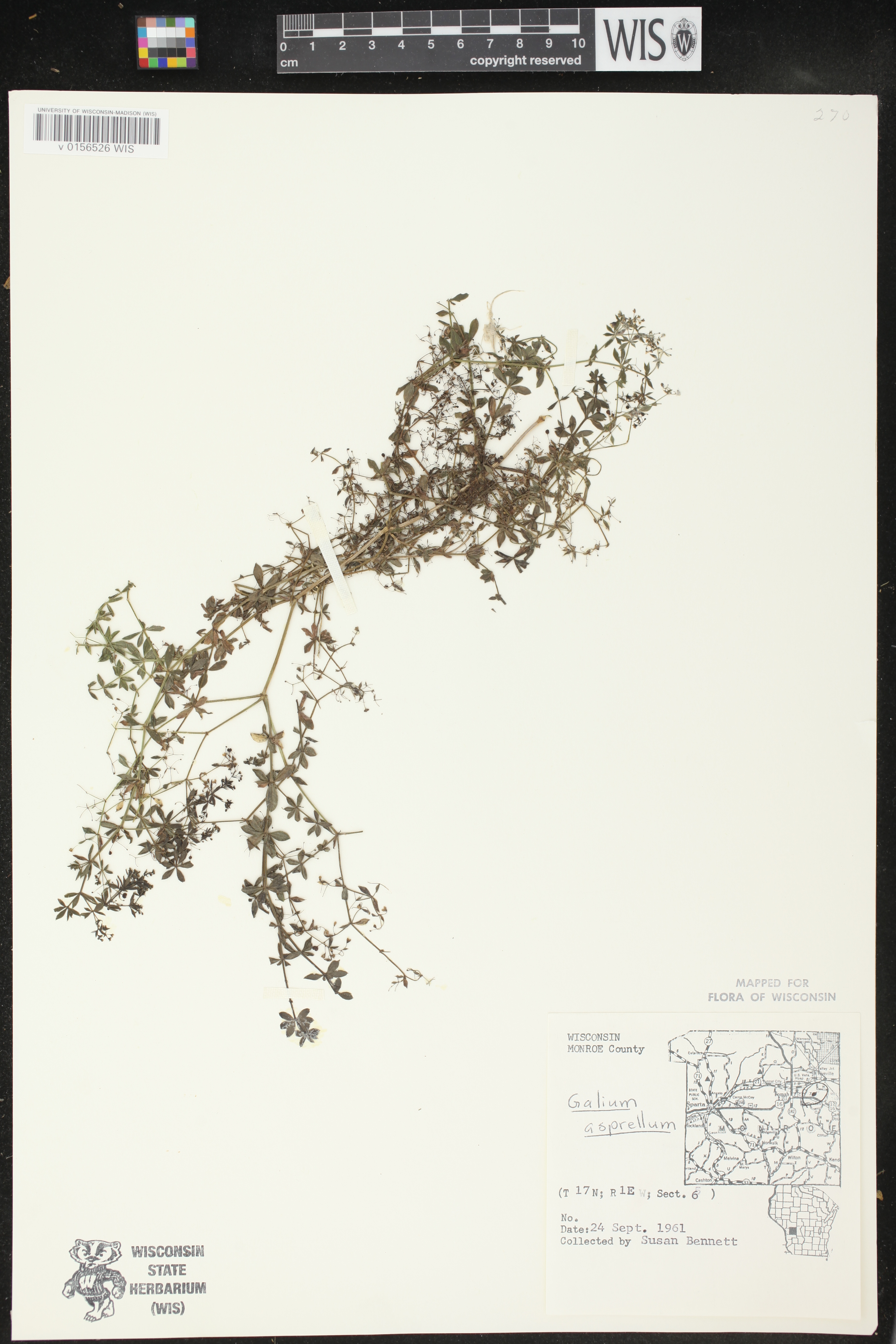 Galium asprellum image