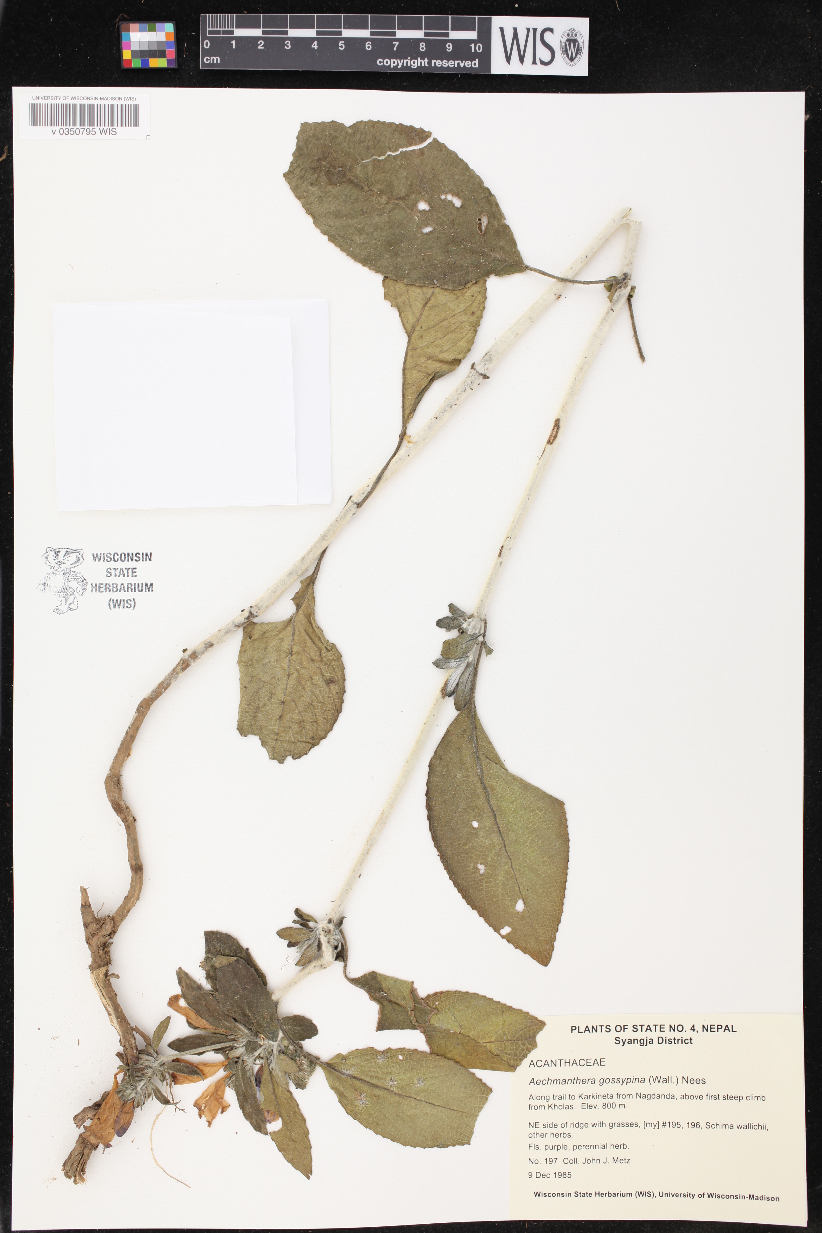 Strobilanthes tomentosa image