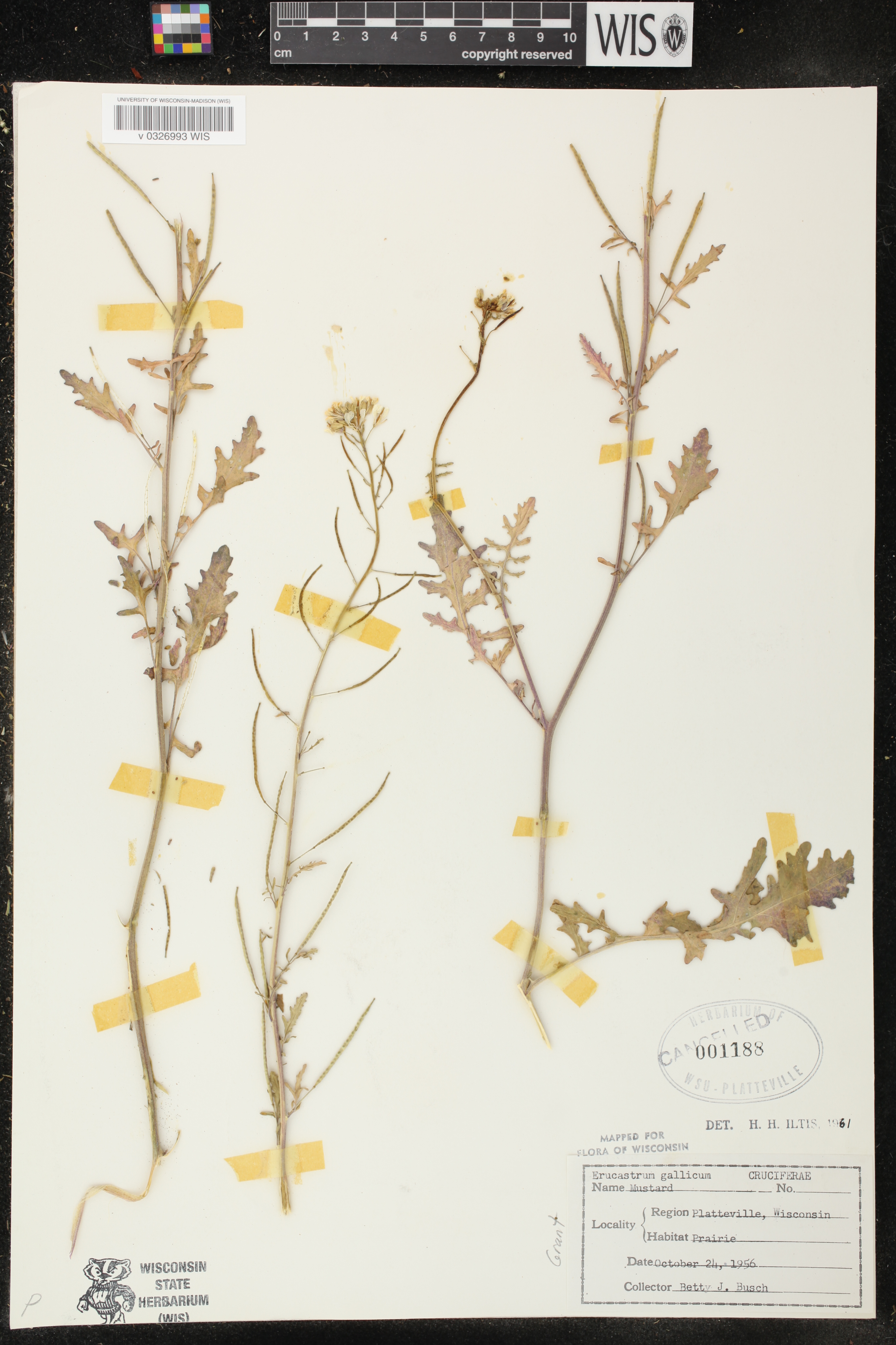 Erucastrum gallicum image