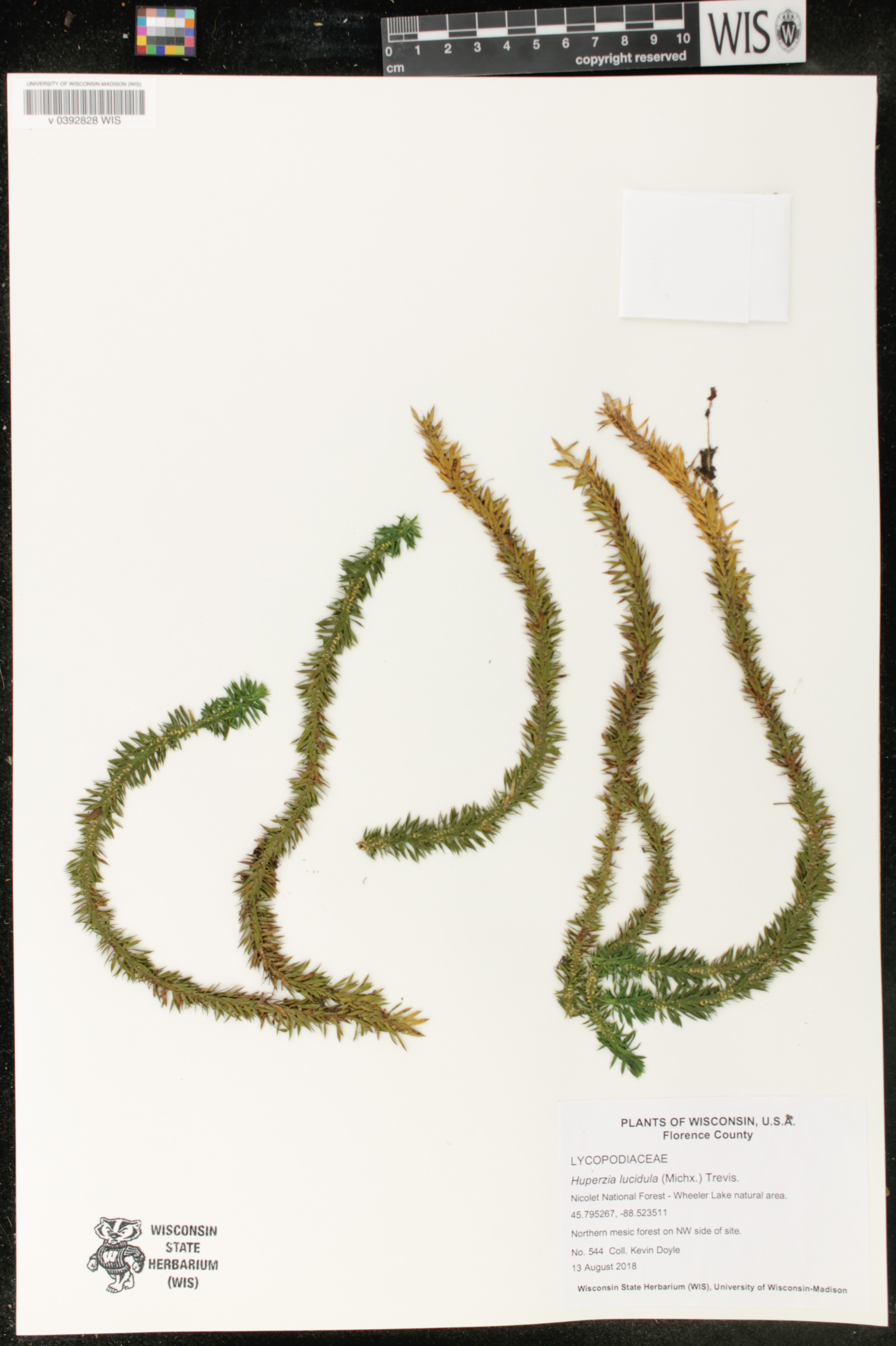 Huperzia lucidula image