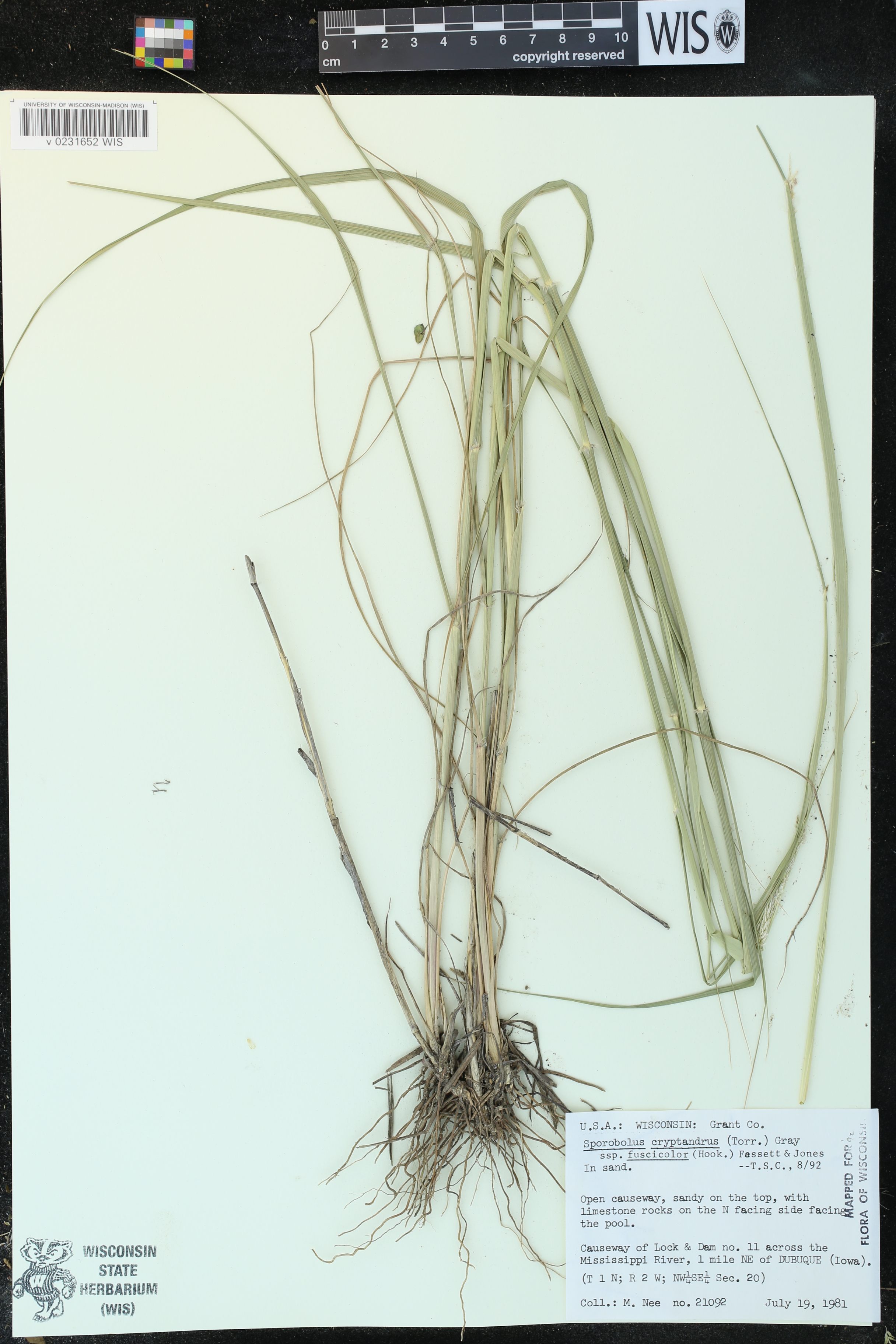 Sporobolus cryptandrus var. fuscicola image