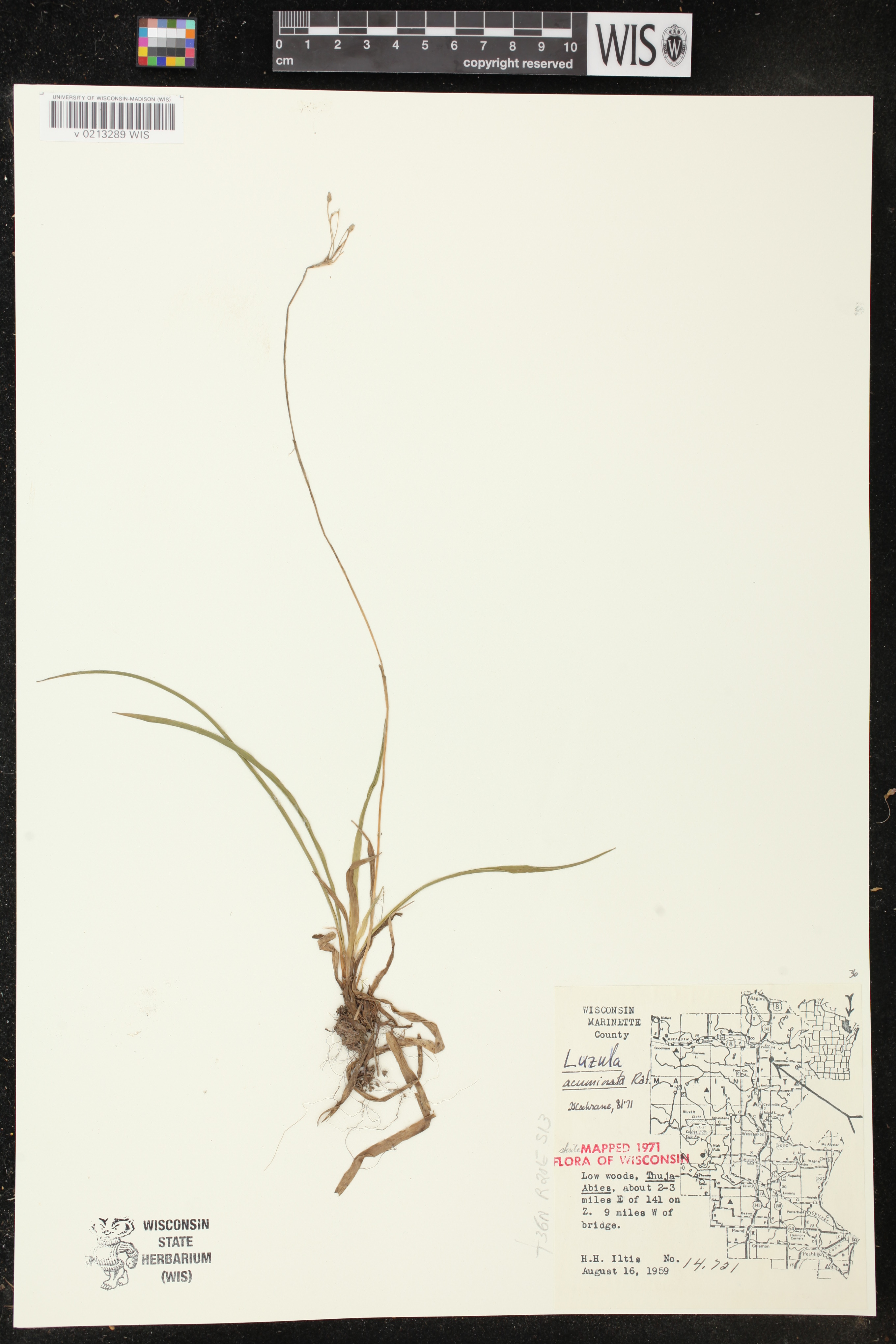 Luzula acuminata image