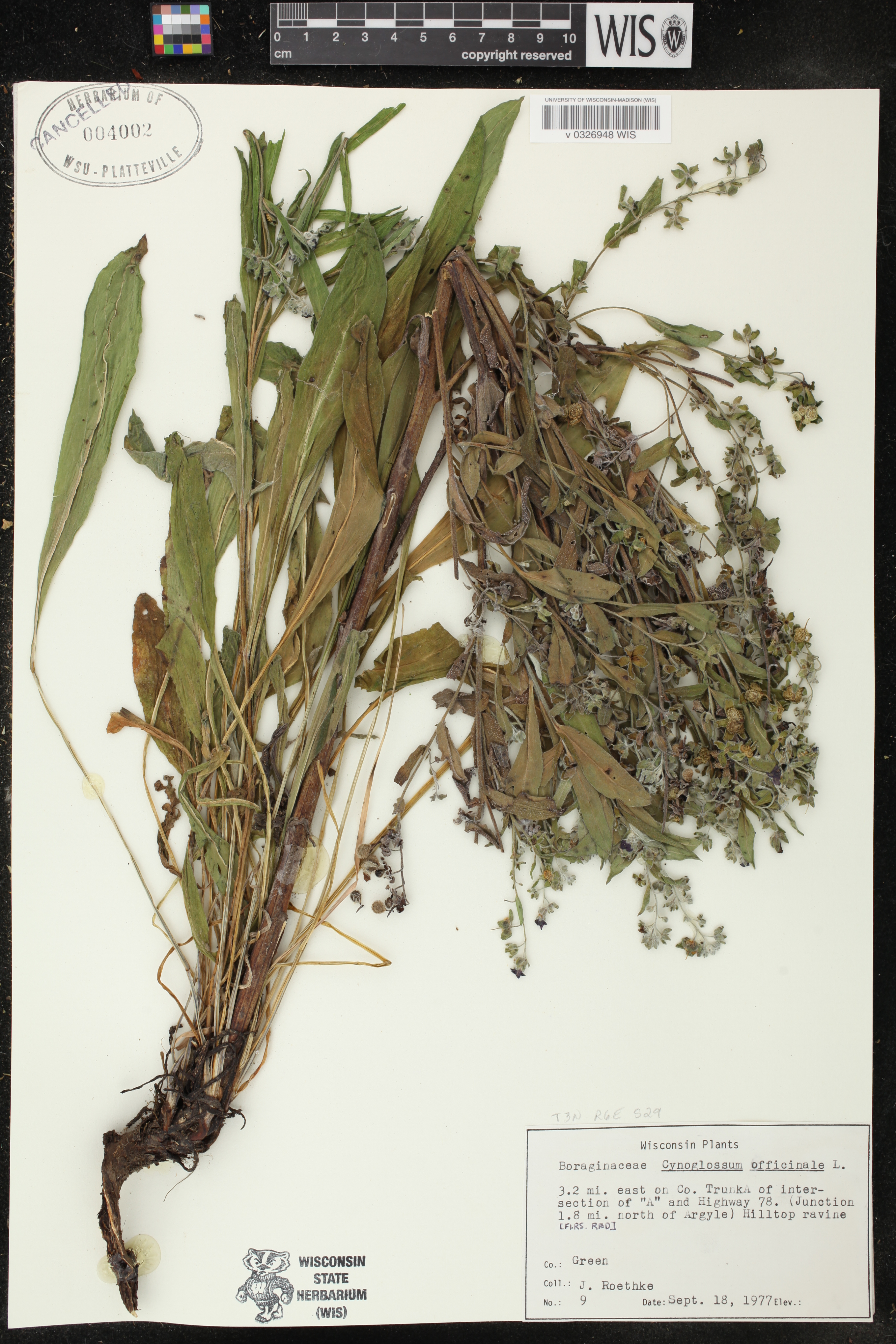 Cynoglossum officinale image