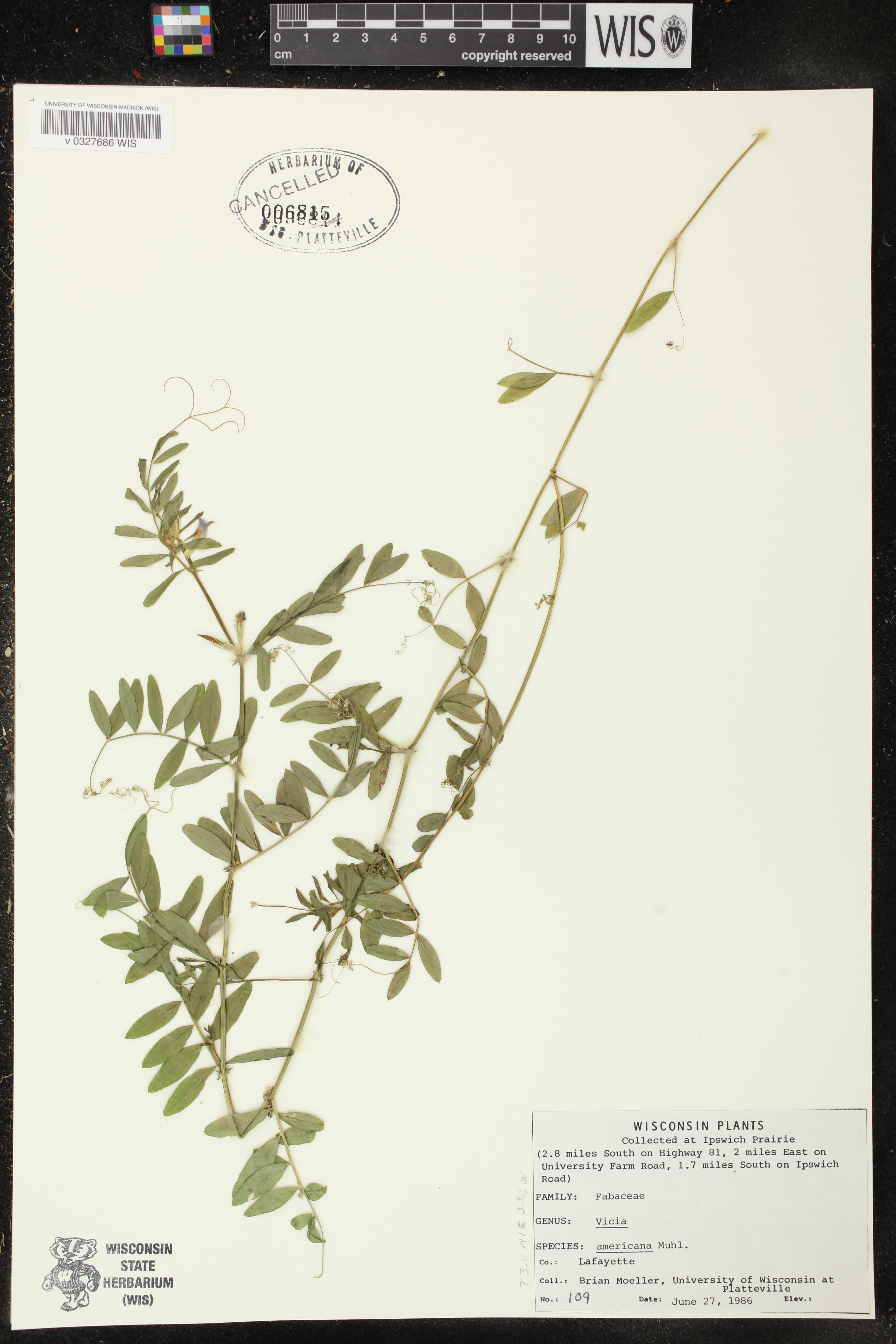 Vicia americana image