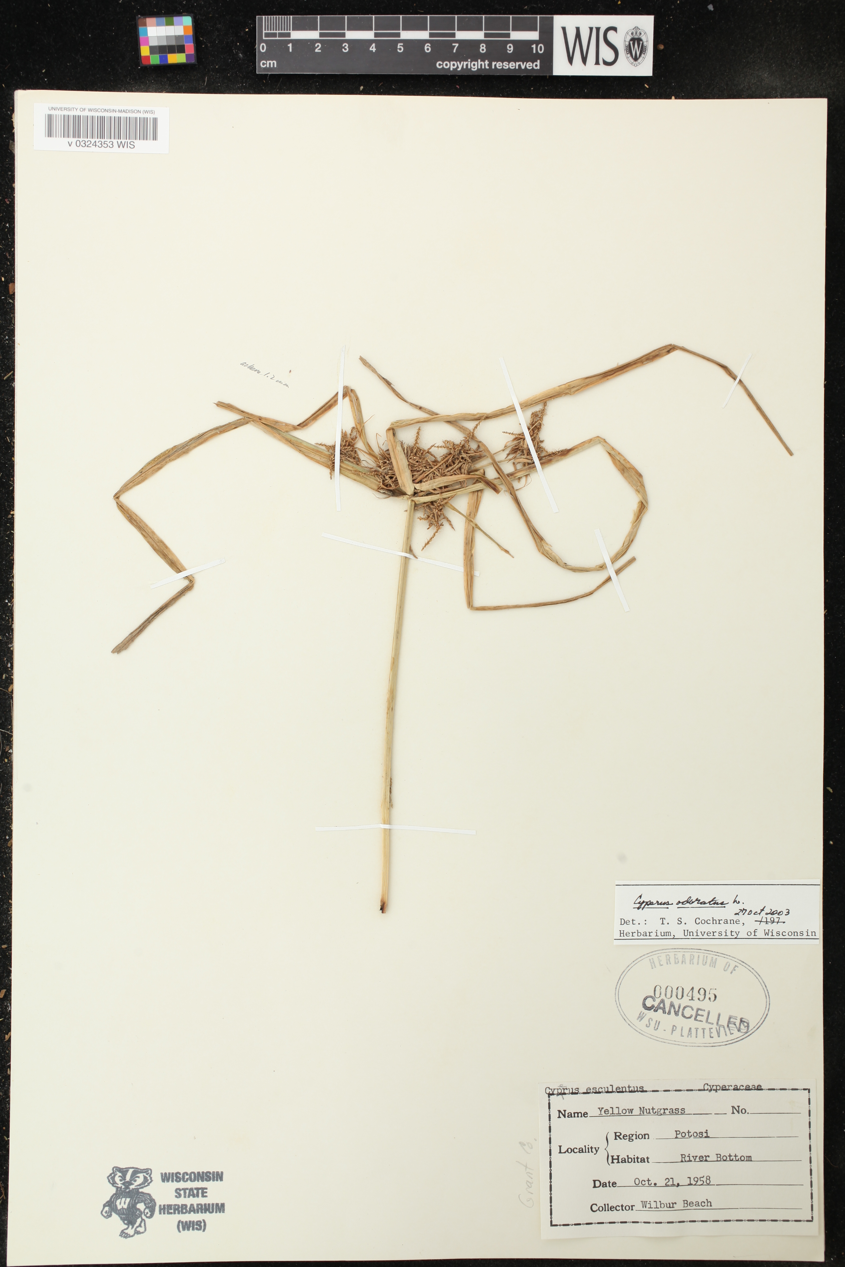Cyperus odoratus image