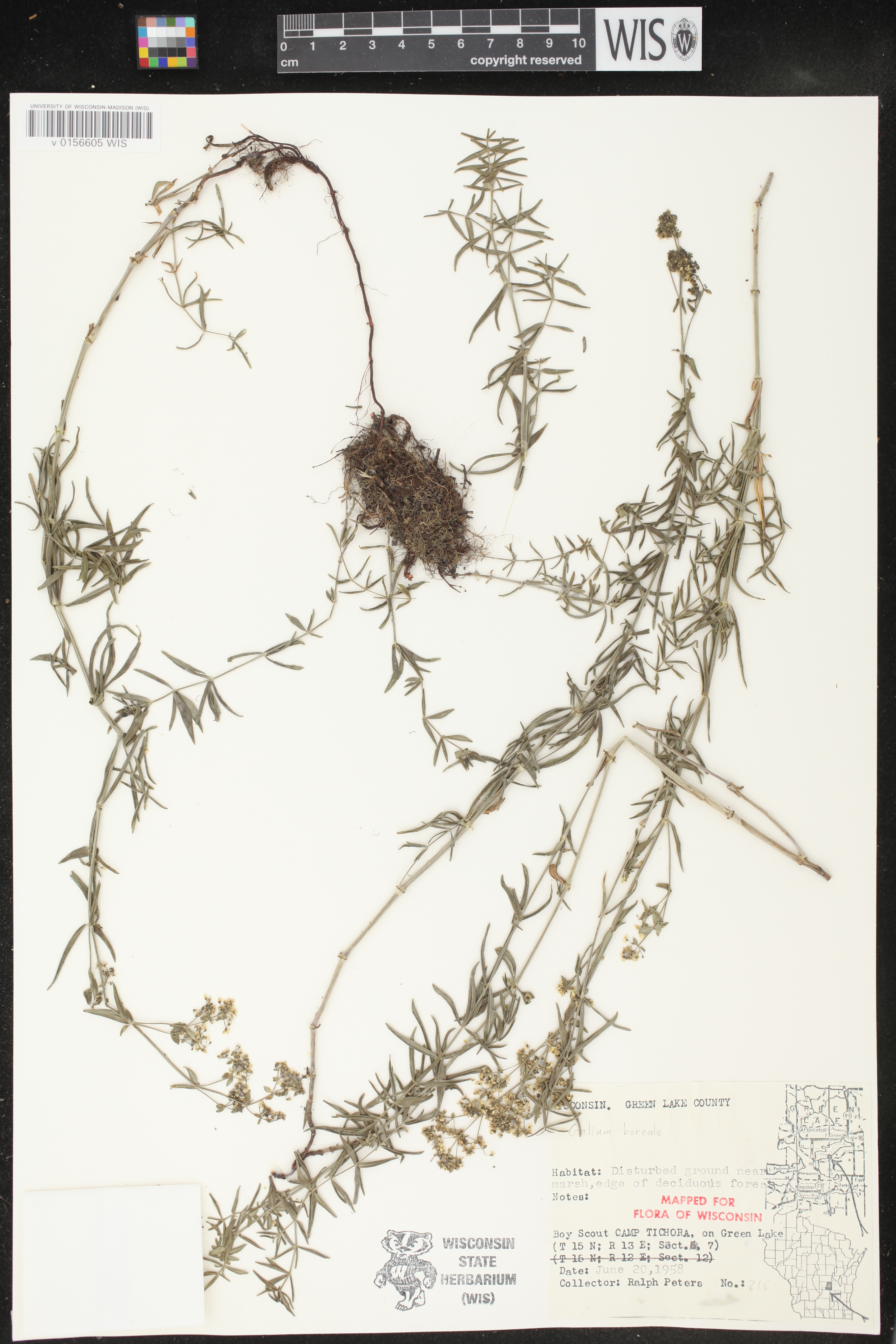 Galium boreale image