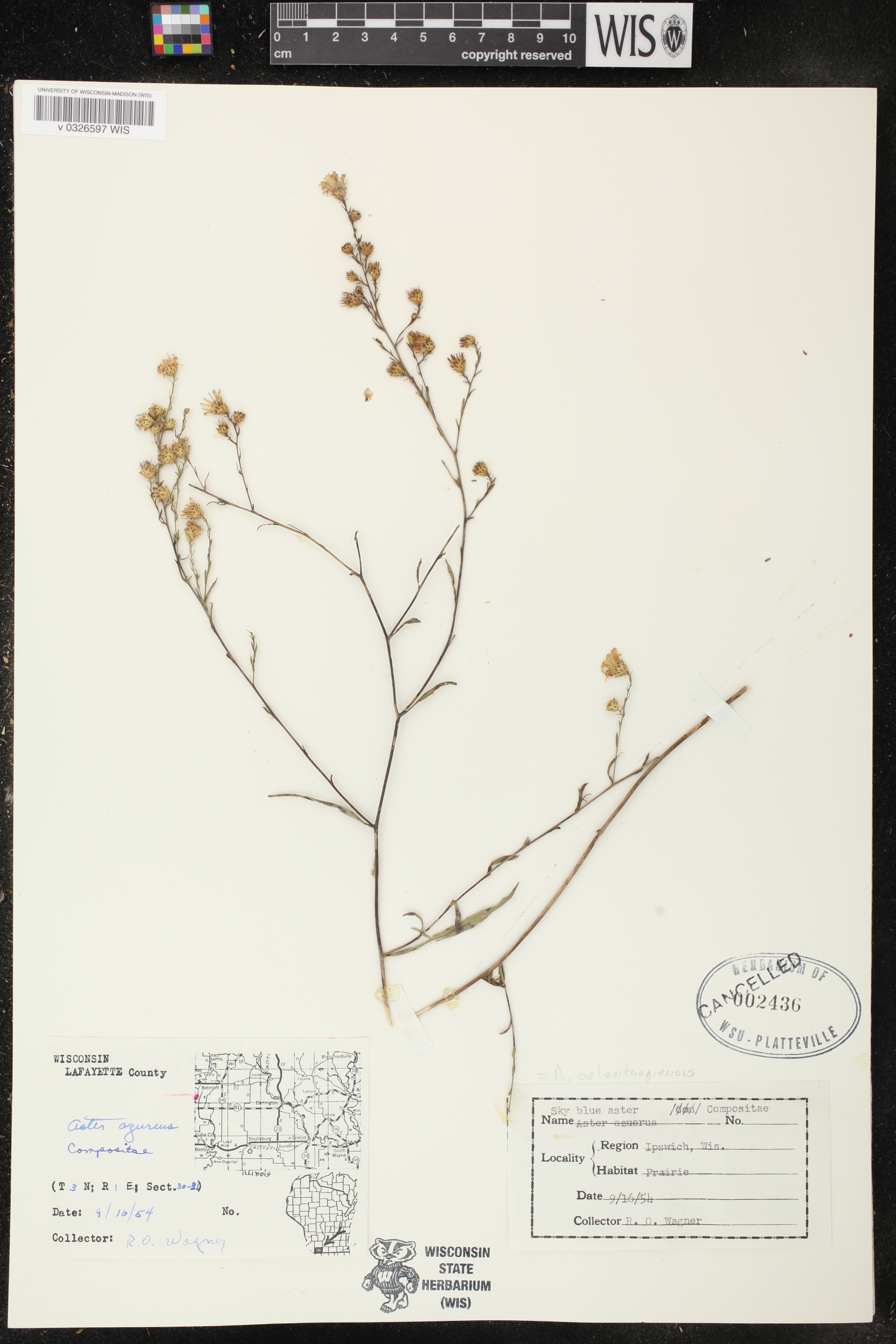 Symphyotrichum oolentangiense image