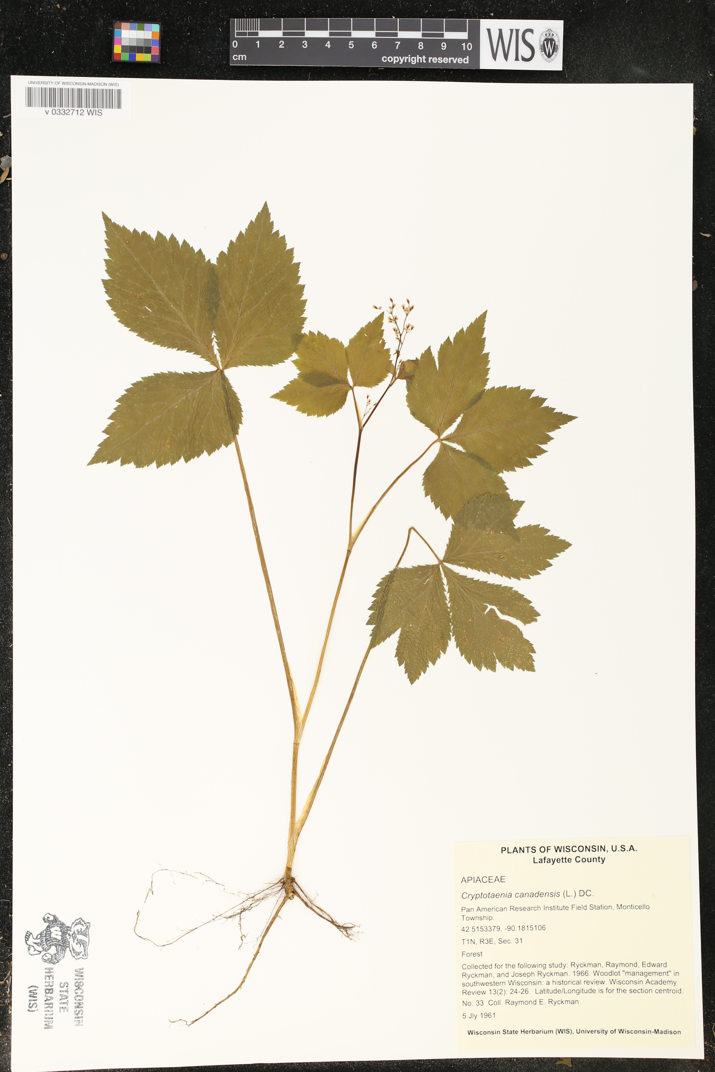 Cryptotaenia canadensis image