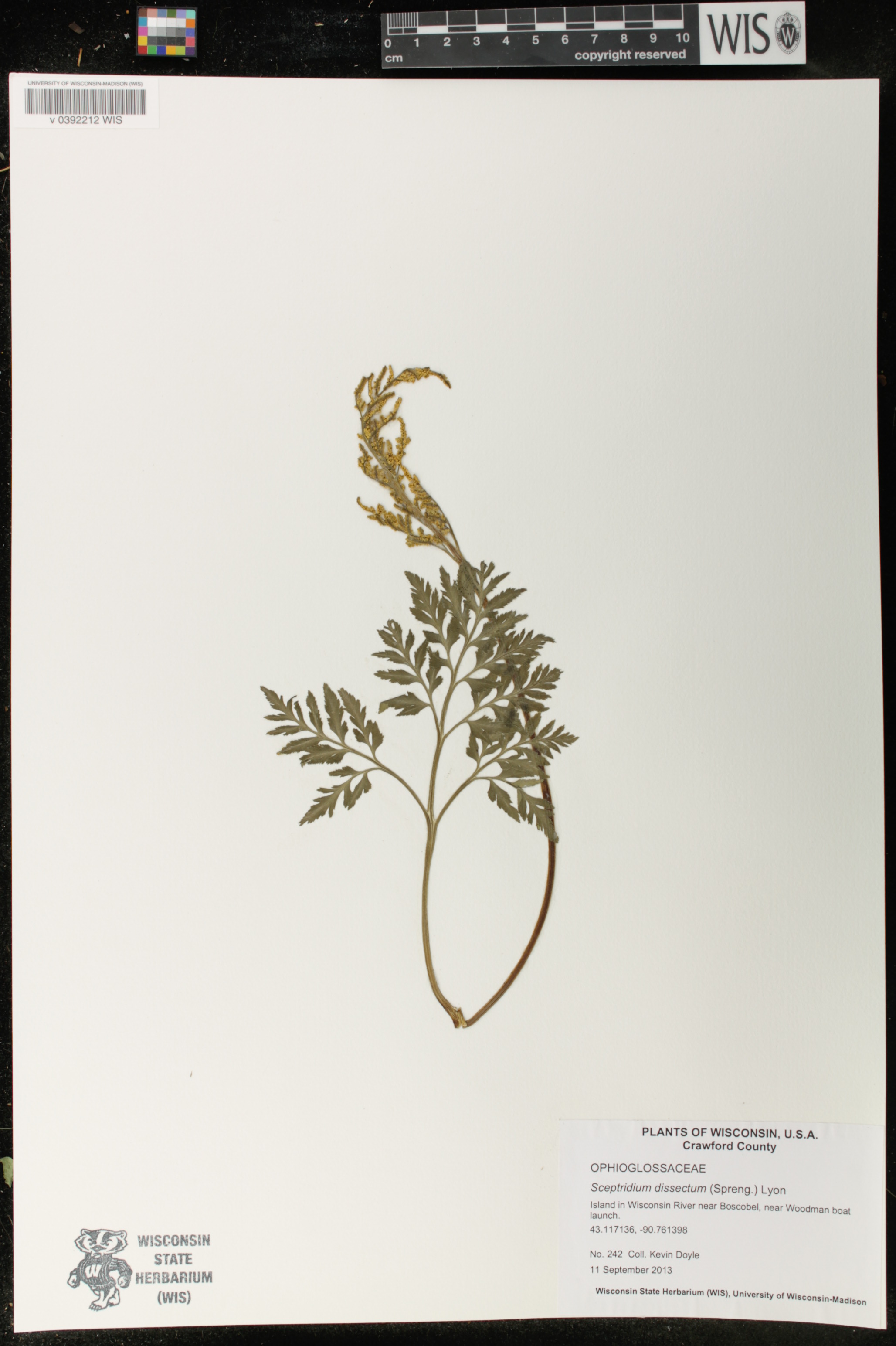 Sceptridium dissectum image