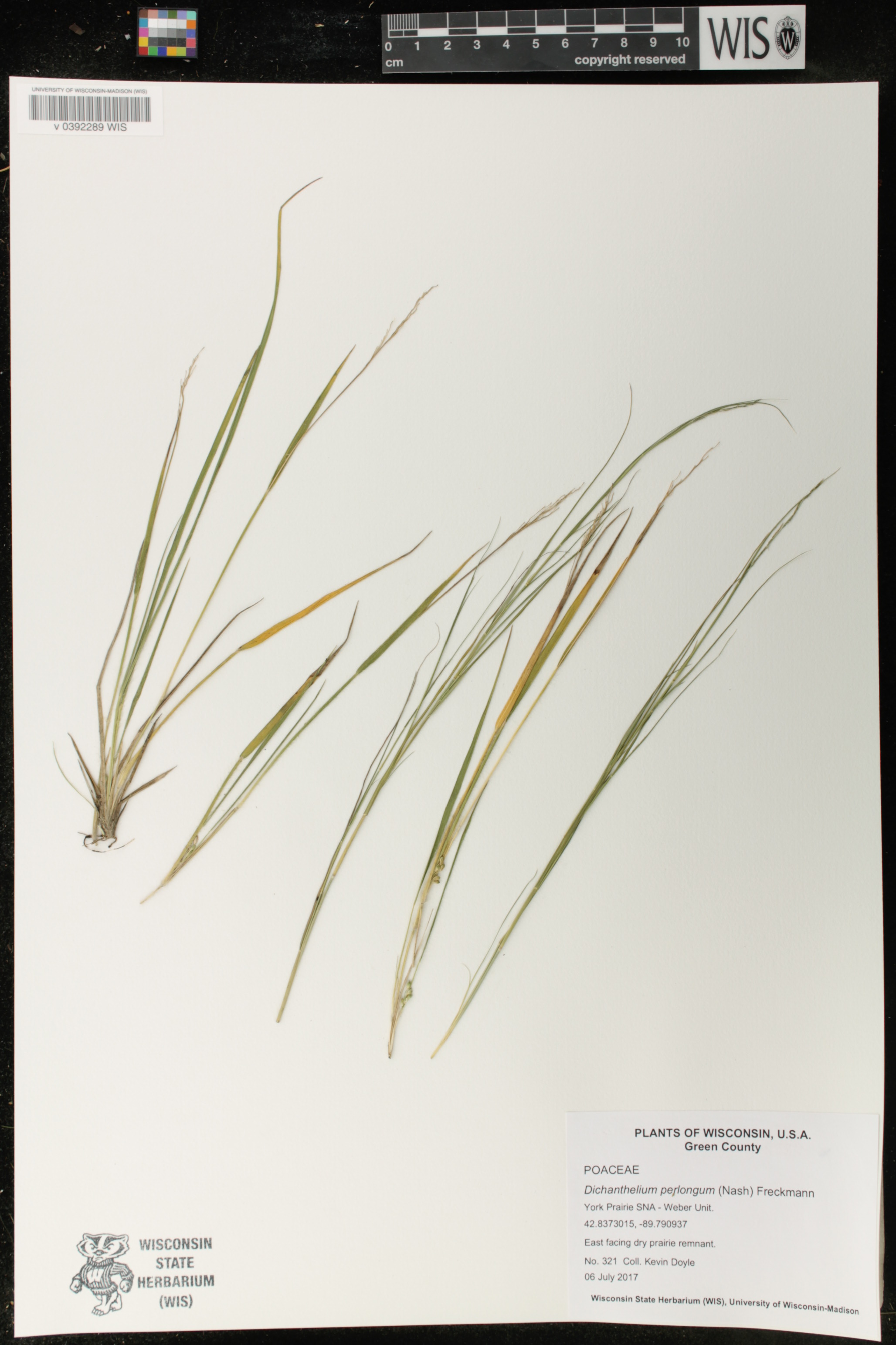 Dichanthelium perlongum image