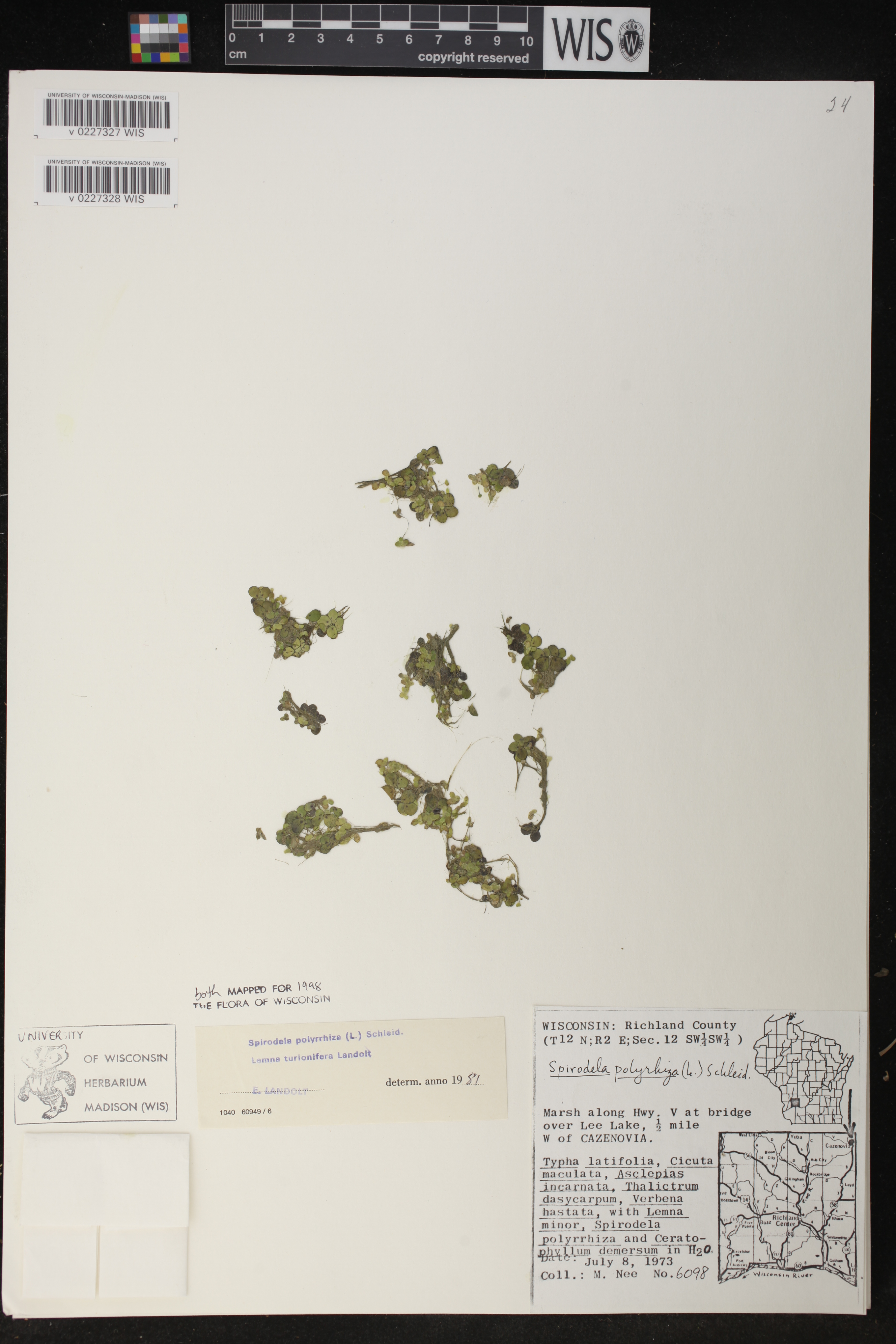 Lemna turionifera image