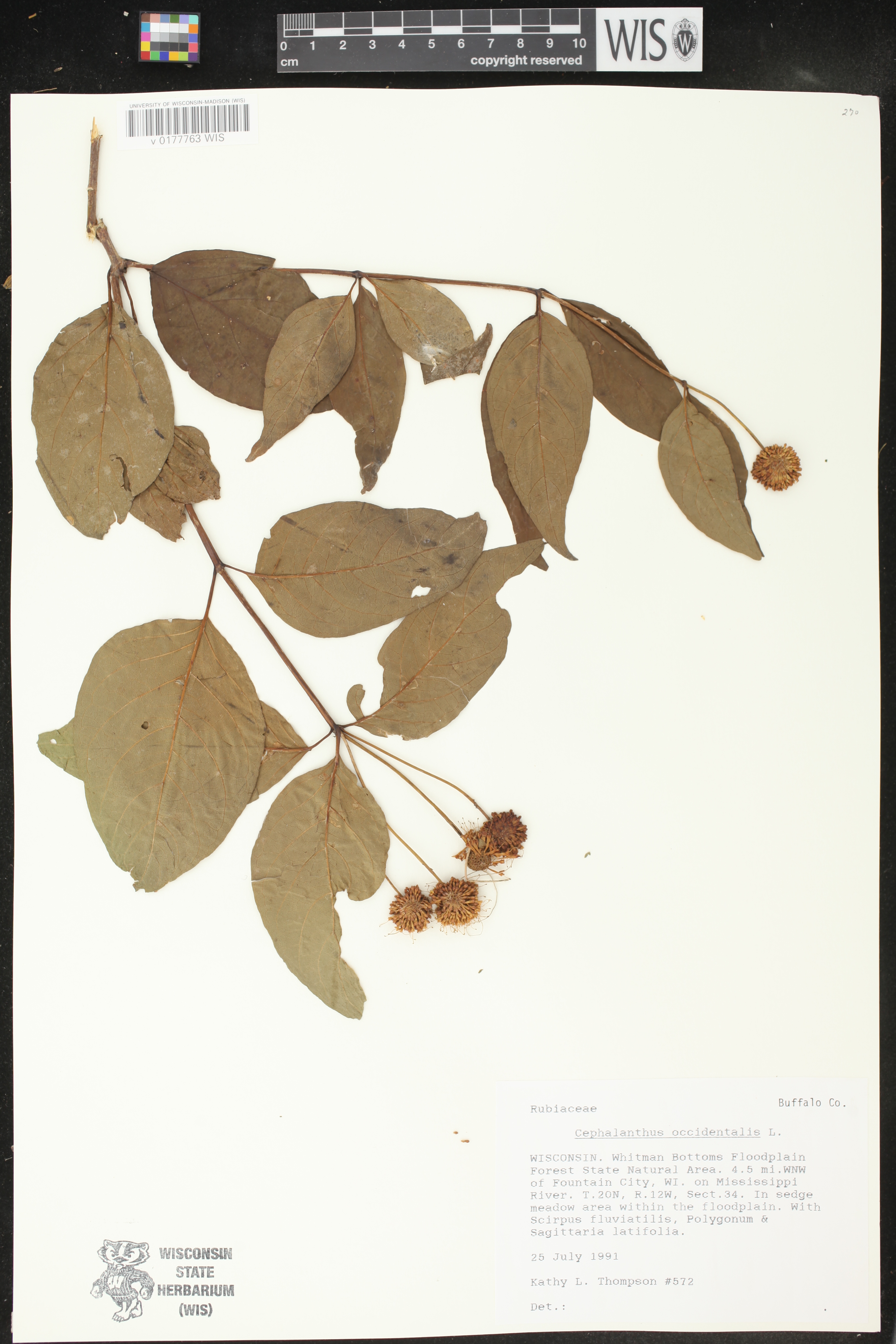 Cephalanthus occidentalis image