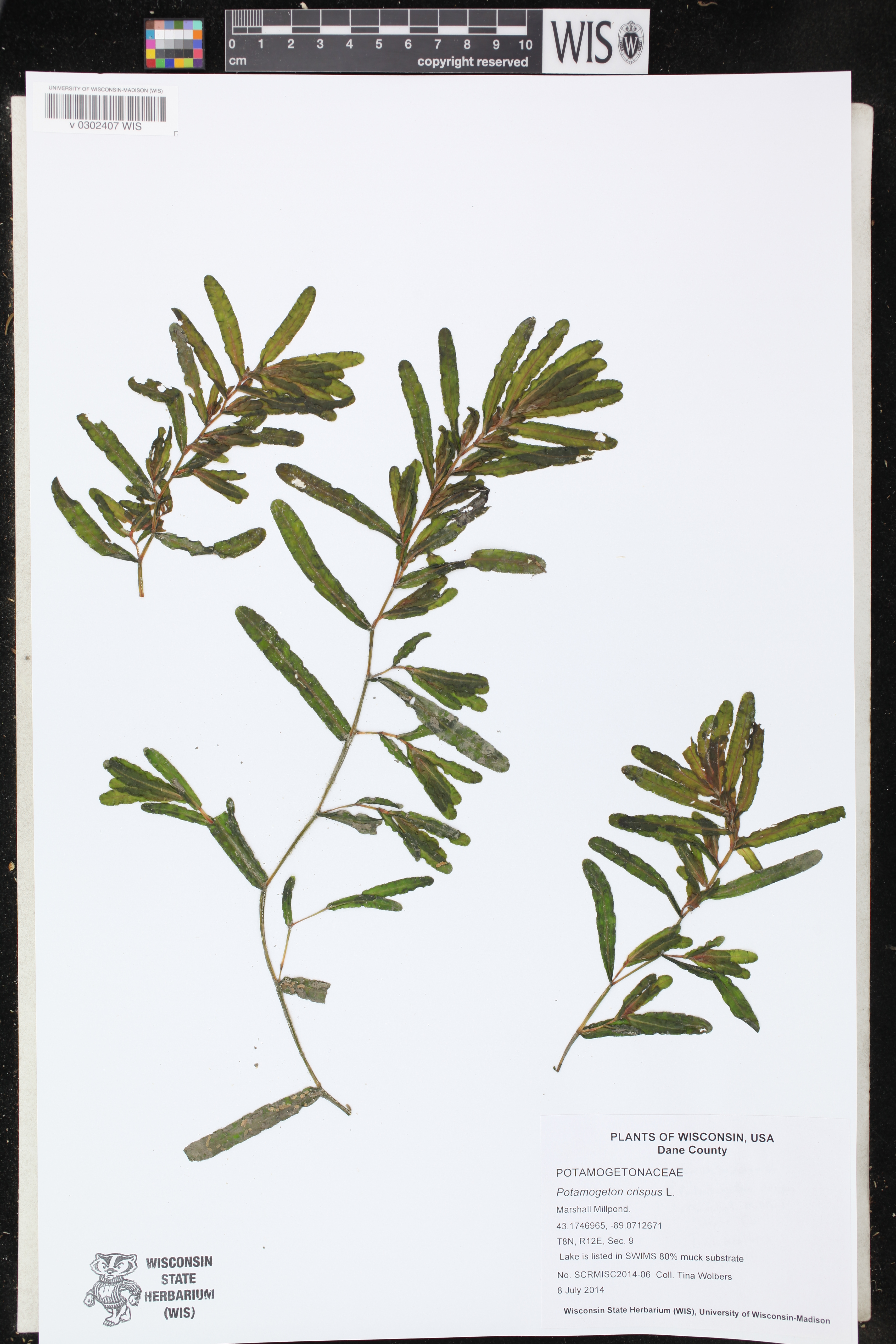 Potamogeton crispus image