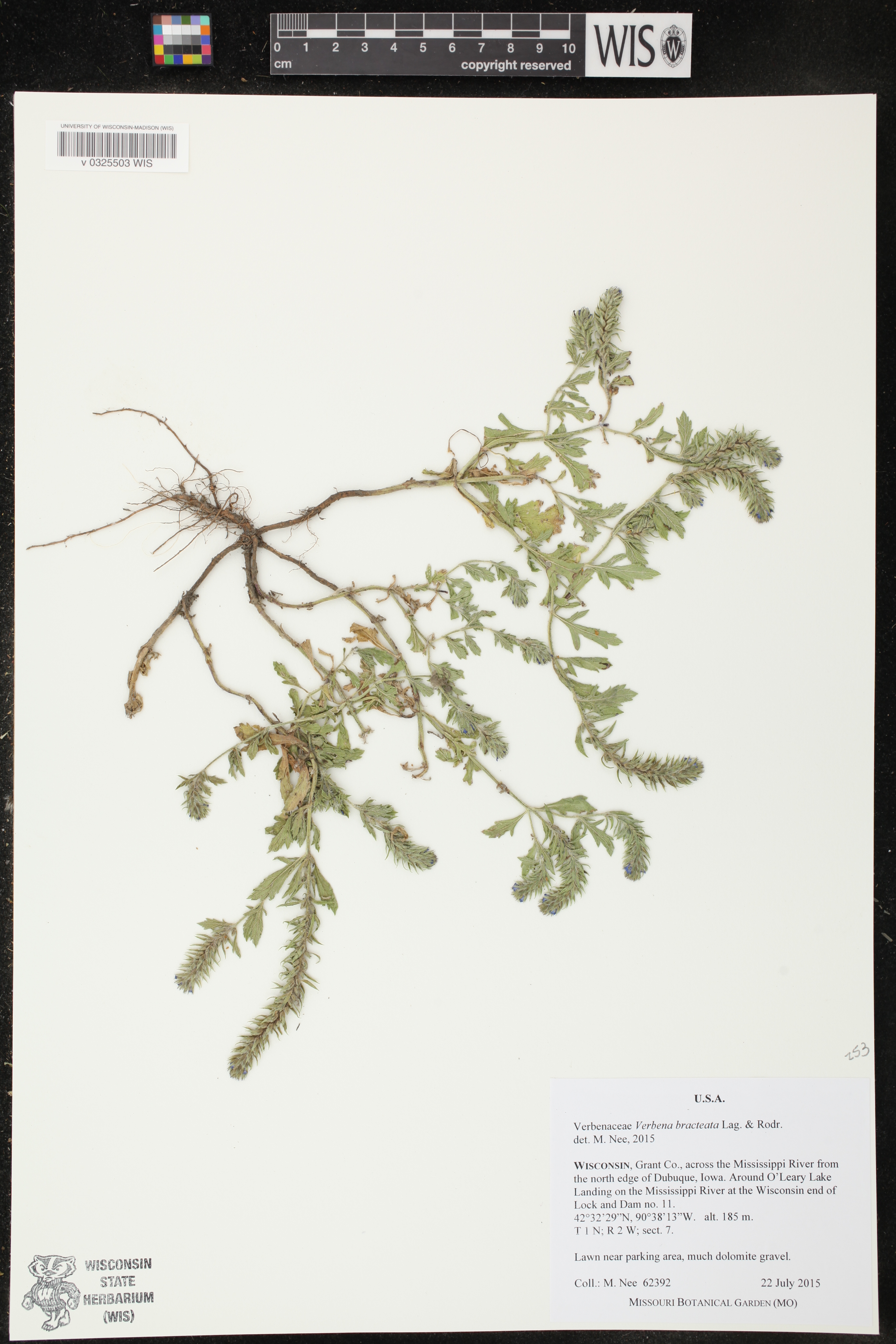 Verbena bracteata image