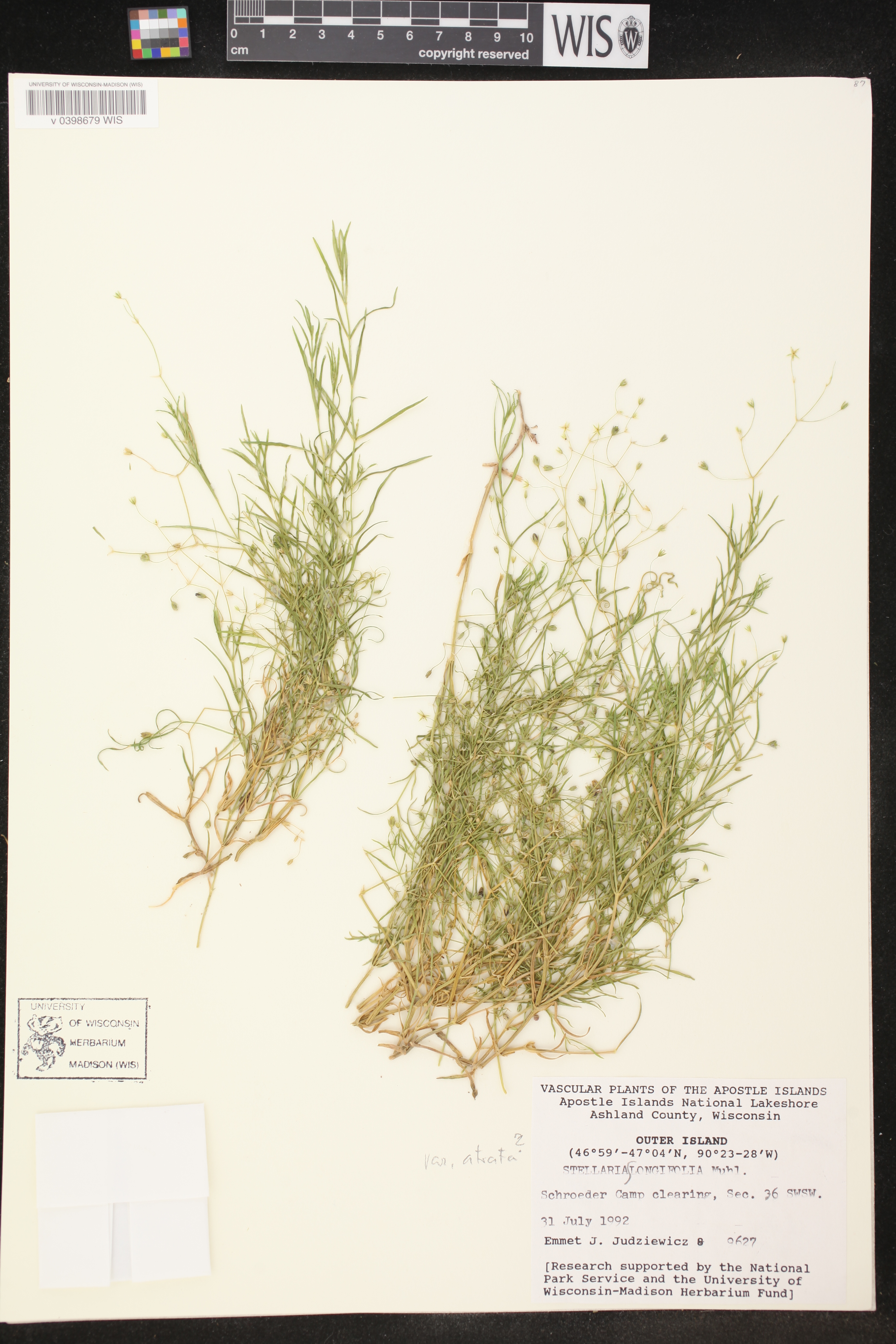 Stellaria longifolia image