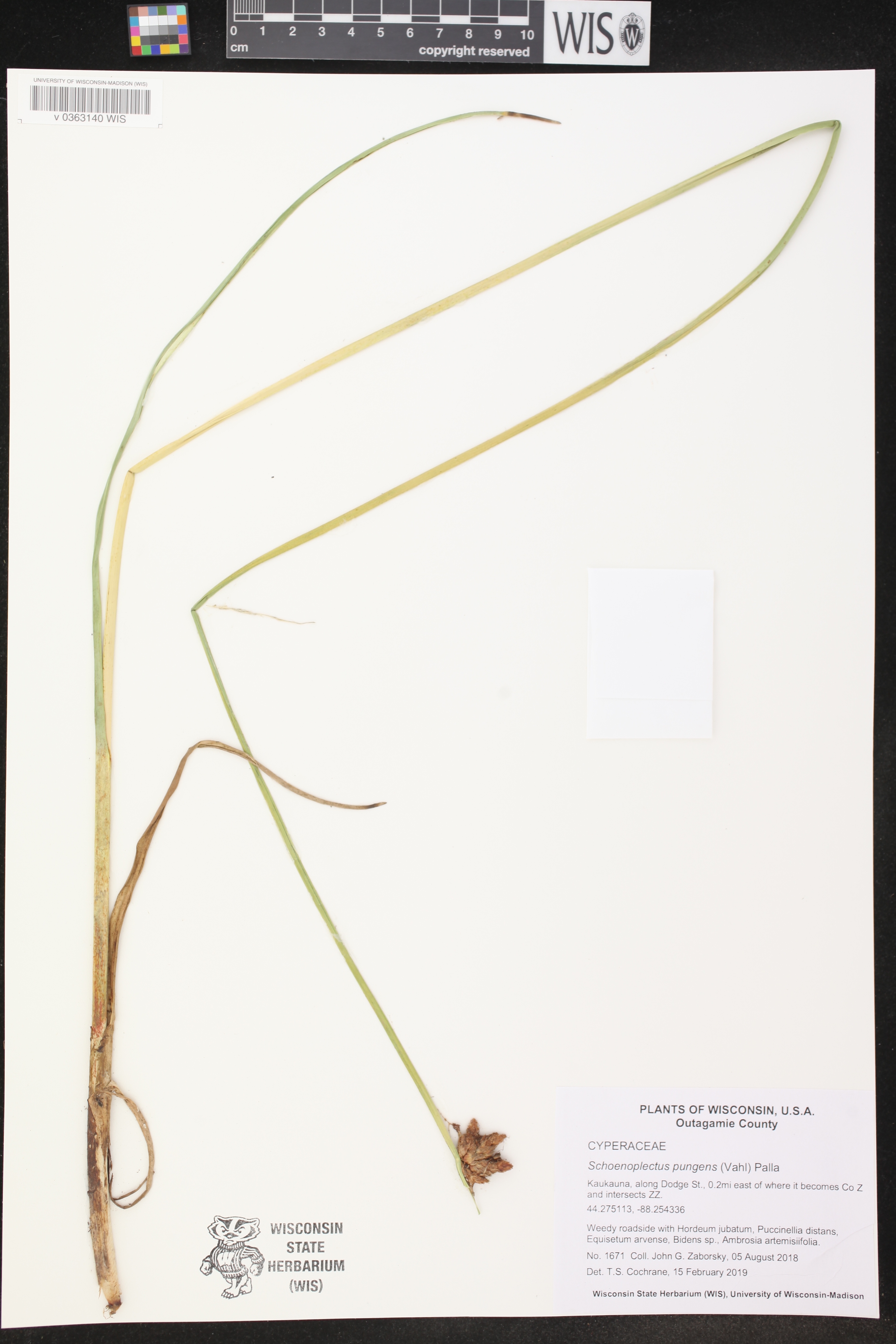 Schoenoplectus pungens image