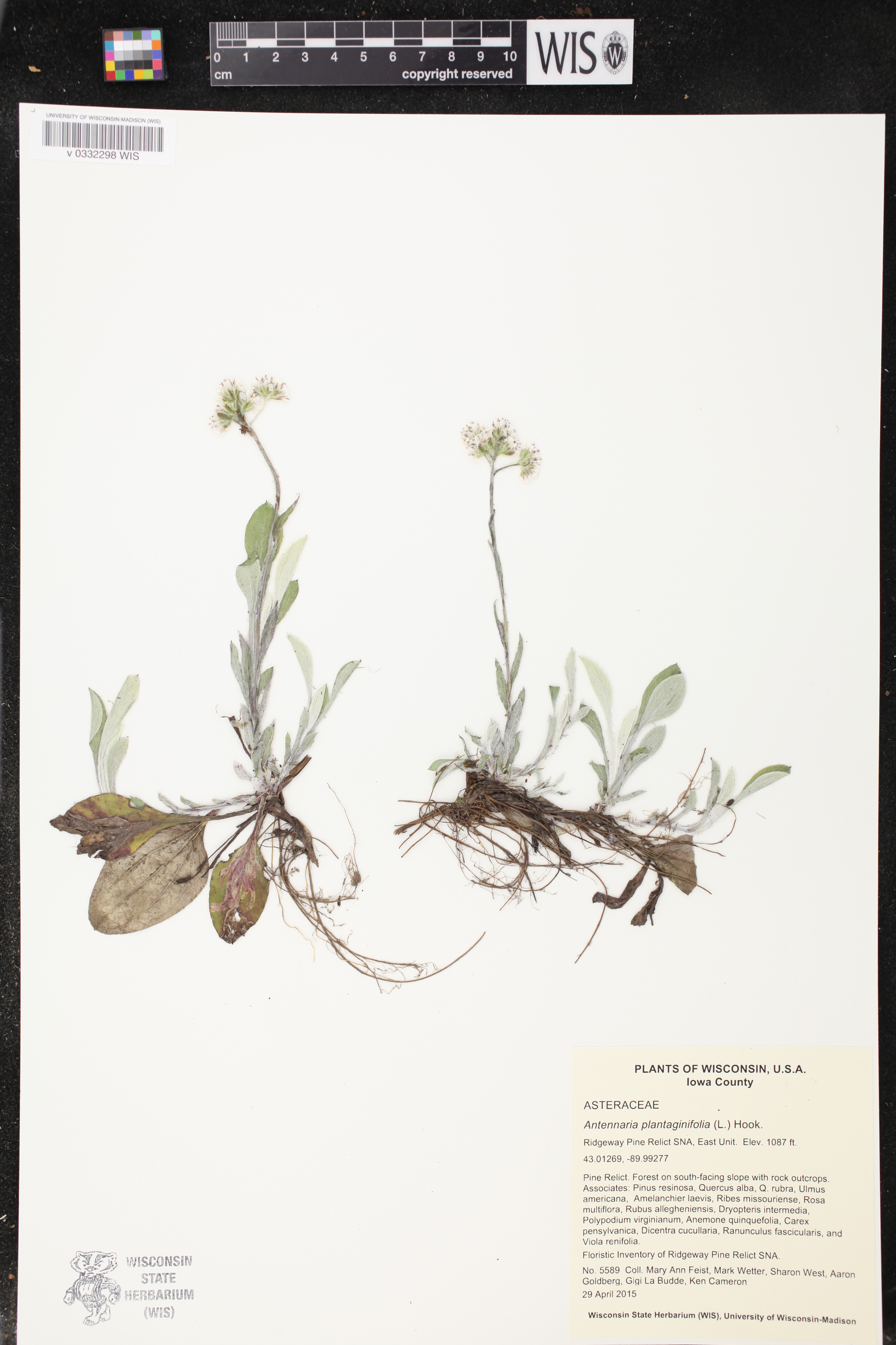 Antennaria plantaginifolia image
